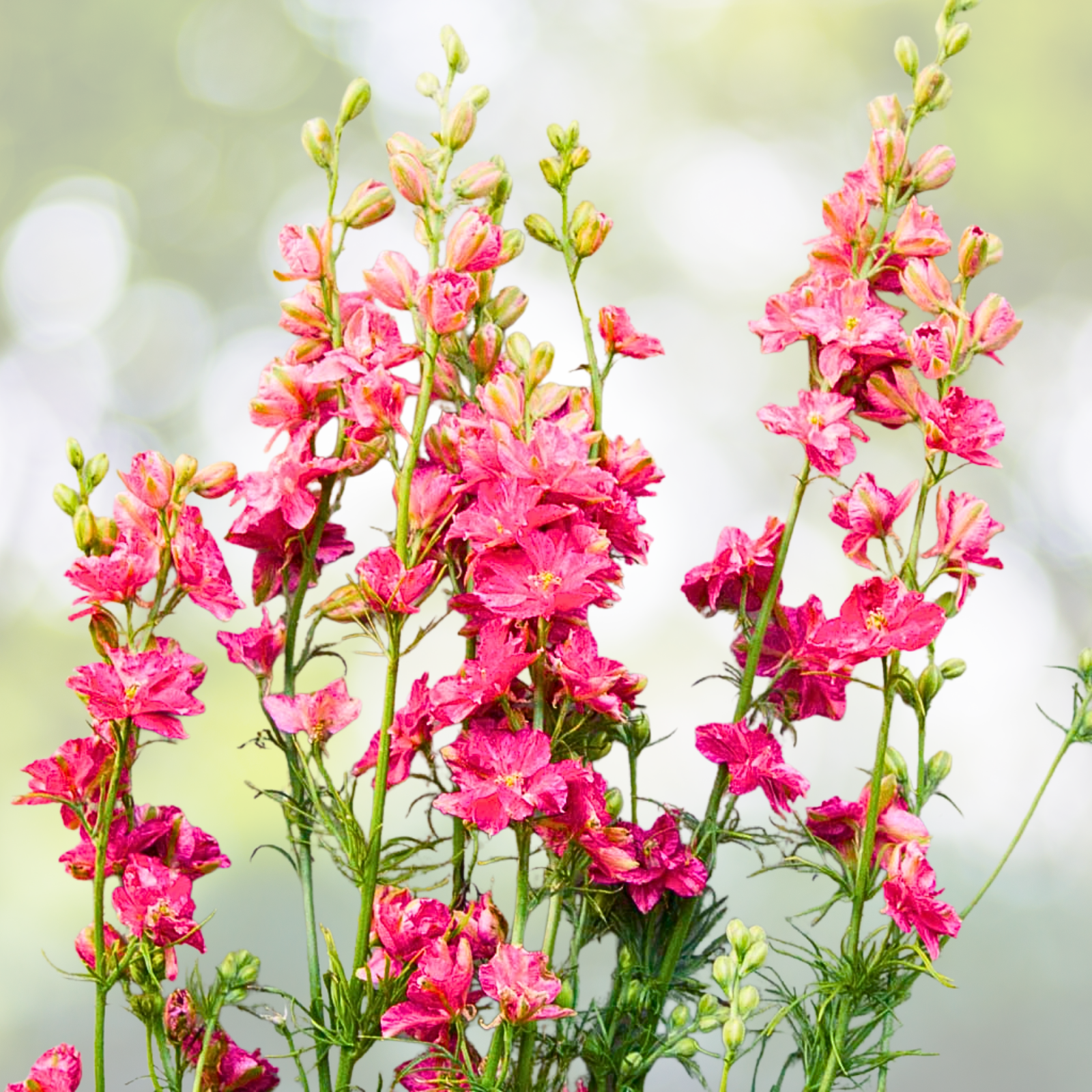 Rocket Larkspur Seeds 500 Count Deep Carmine Flowers Delphinium ajacis Non-GMO for Pollinators