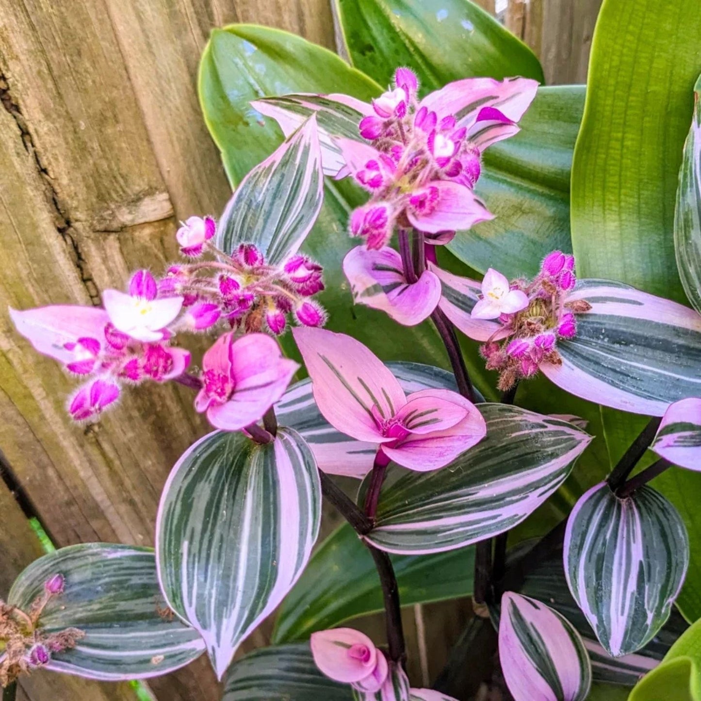 Wandering Jew Live Cuttings 12" Tradescantia Zebrina Indoor Plant with Aerial Roots for Home Decor