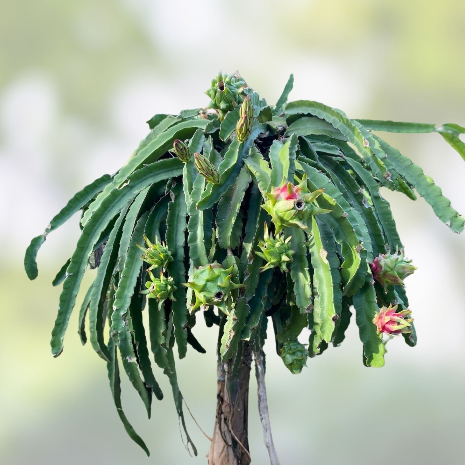 Mature Dragon Fruit Cuttings - Natural Mystic Variety - Pitaya Hylocereus undatus - Edible Fruit Plant
