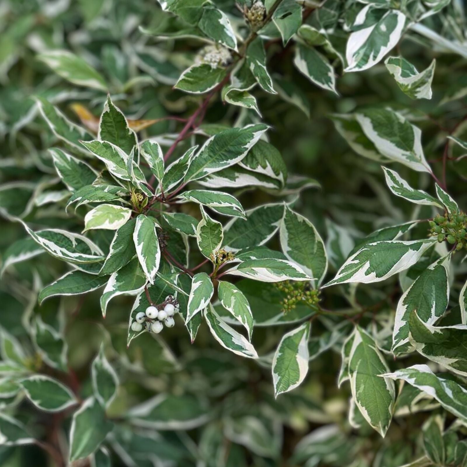 Variegated Wintercreeper Starter Plants – 6 Perennial Evergreen Ground Cover Vines – Euonymus fortunei 'Variegatus'