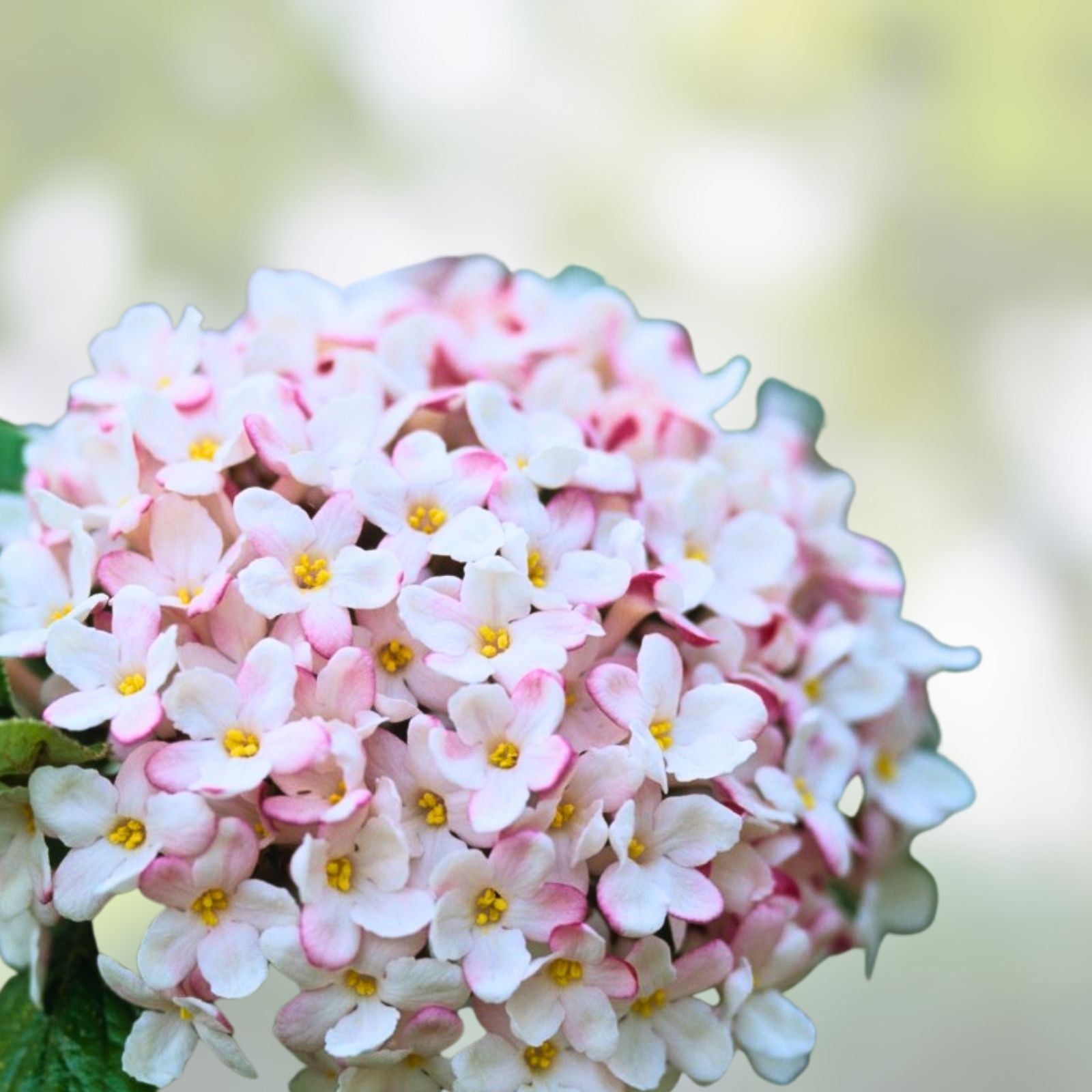 Viburnum Live Plant – 24-36" – Mohawk Burkwood – Fragrant White Flowers – Viburnum × burkwoodii 'Mohawk'