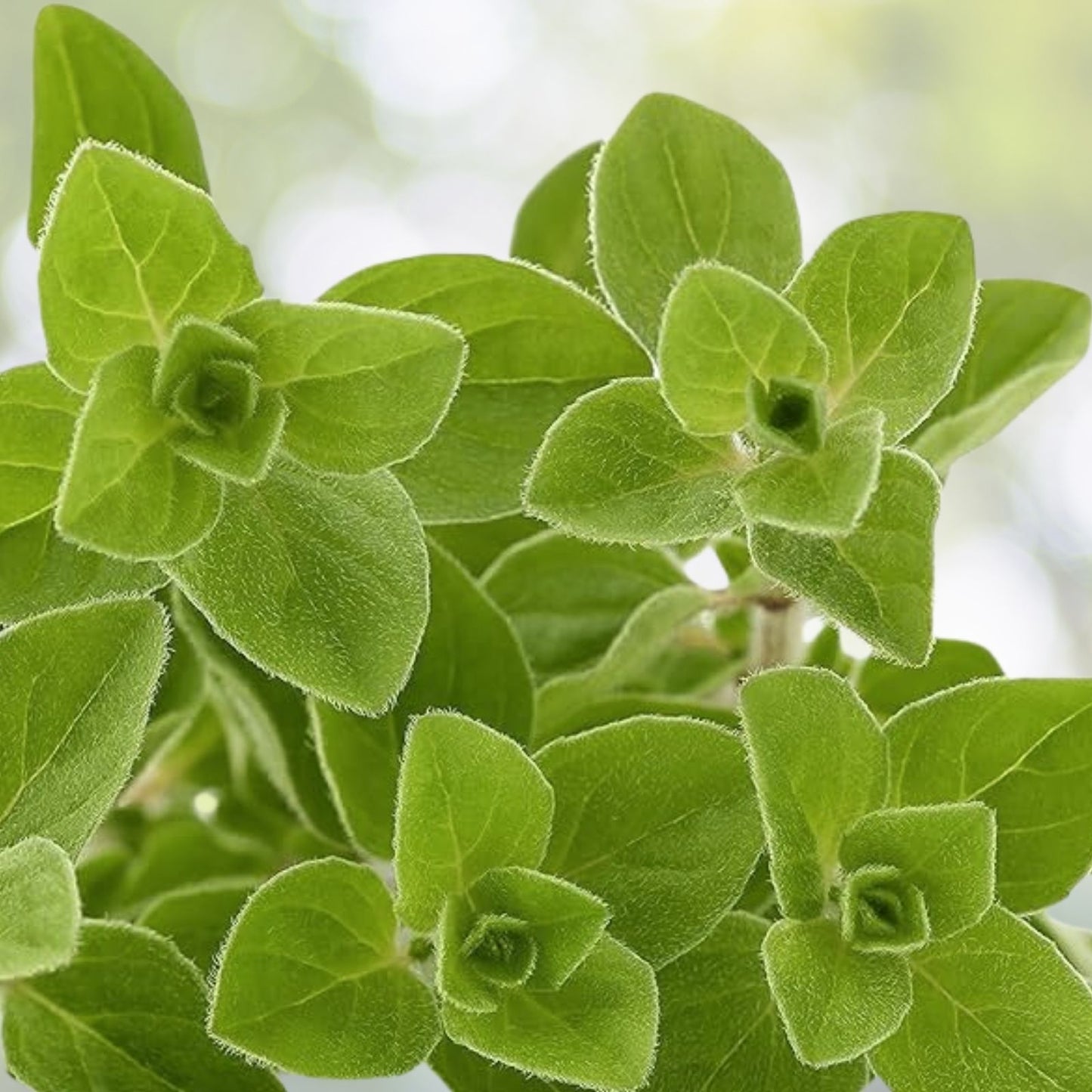 Italian Oregano Seeds 500+ Heirloom Origanum vulgare Healthy Tasty Pizza Herb USA