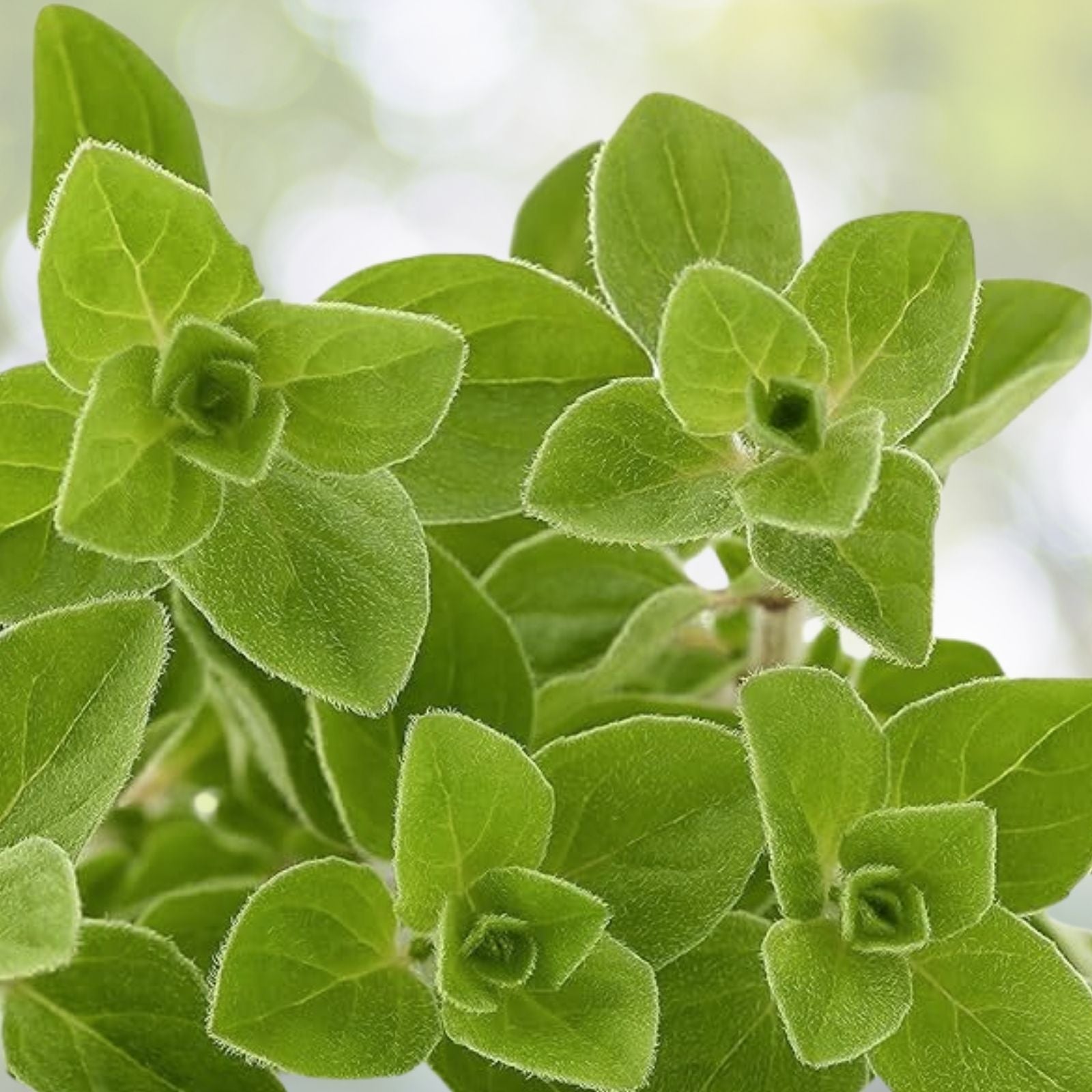 Italian Oregano Seeds 500+ Heirloom Origanum vulgare Healthy Tasty Pizza Herb USA