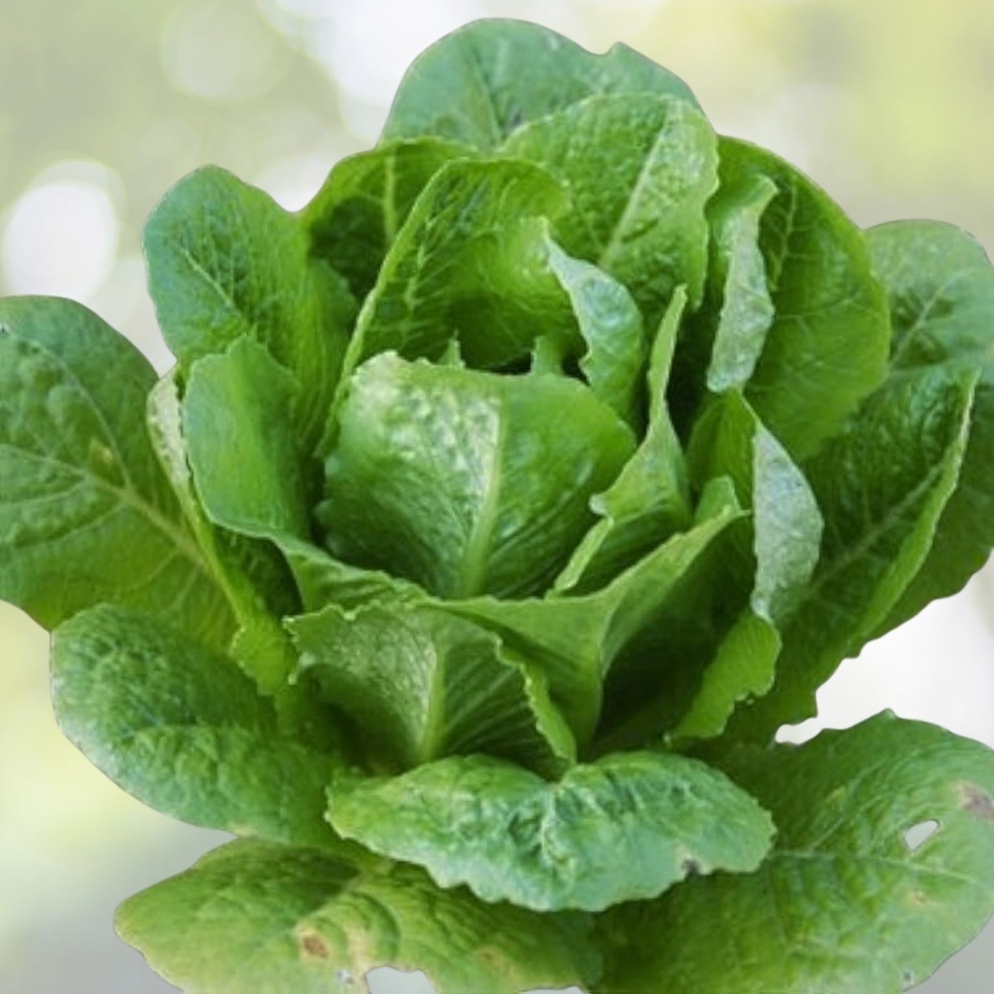 Romaine Lettuce Seeds 1000+ Count Italian All Season Seeds (Lactuca sativa) USA Grown