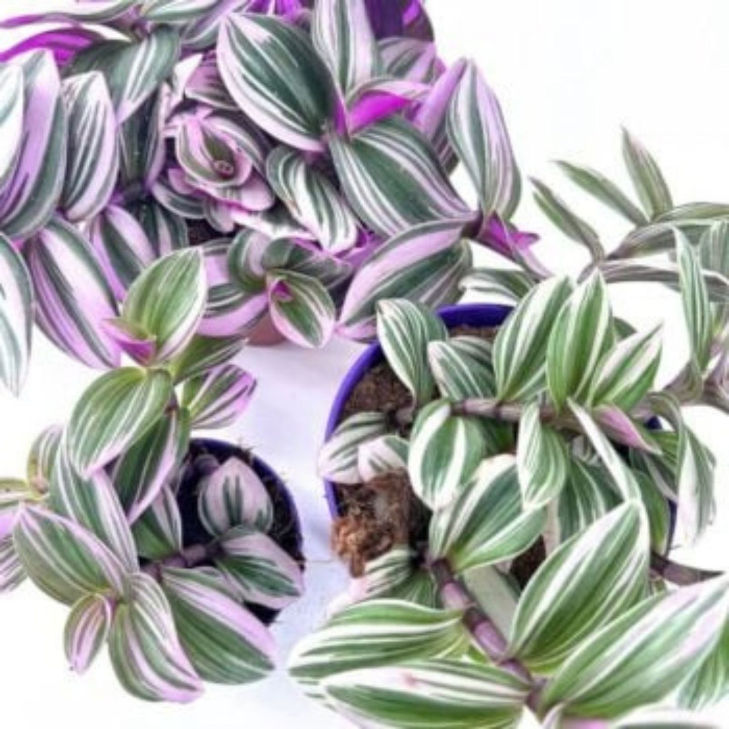 Tradescantia Nanouk Cuttings - Lilac Wandering Jew Plant in 2" or 4" Pot - Easy Care Indoor Houseplant