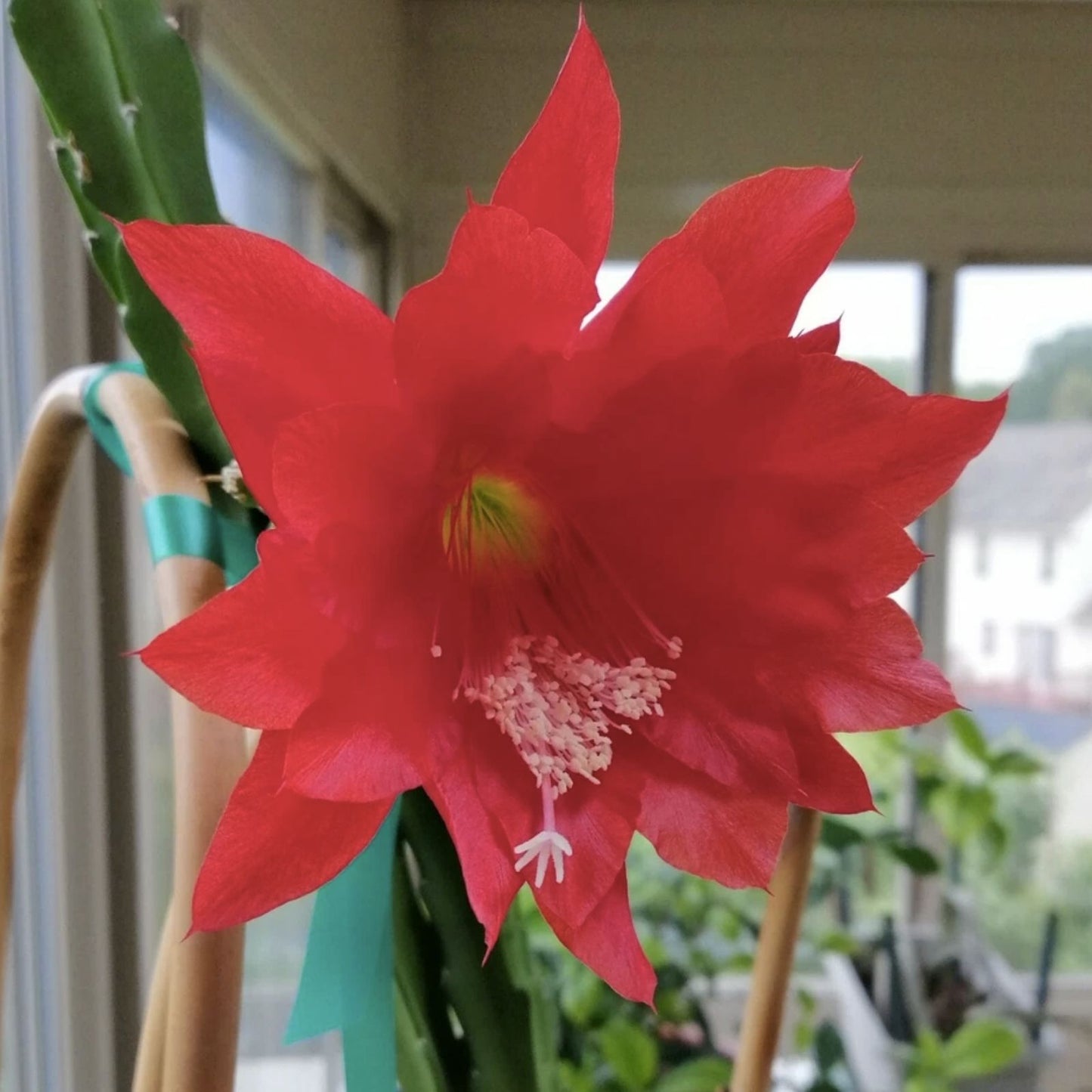 Epiphyllum Cutting Unrooted HB La Donna Veneziana Exotic Cactus Variety 2025 Introduction