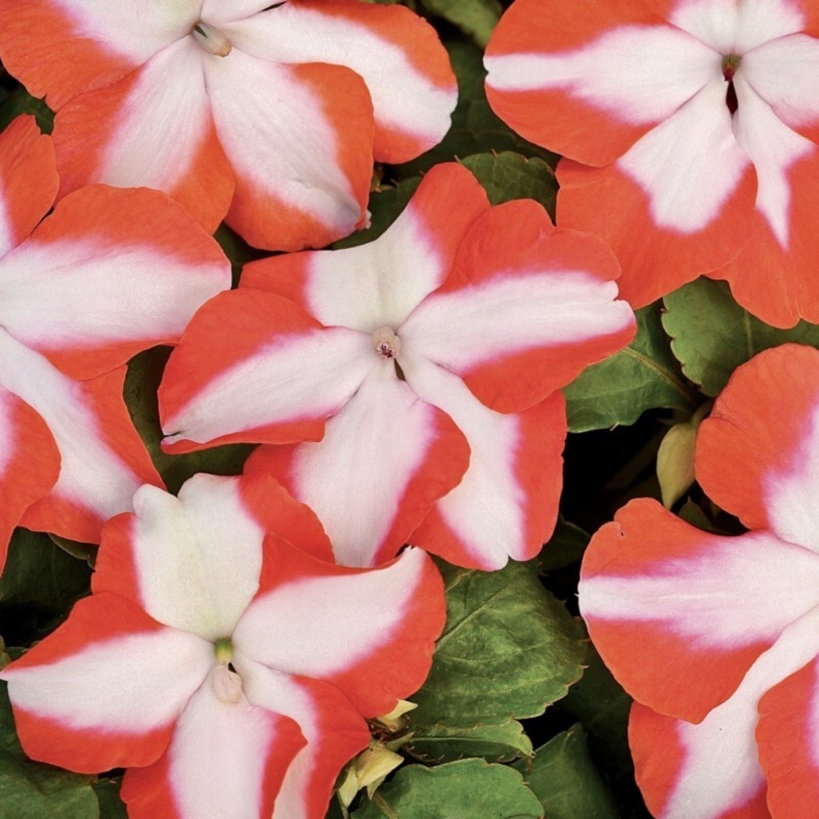 Busy Lizzy Seeds 100 Count – Impatiens Sun & Shade Sea Shell GL – Non-GMO Impatiens walleriana Garden Flower Seeds