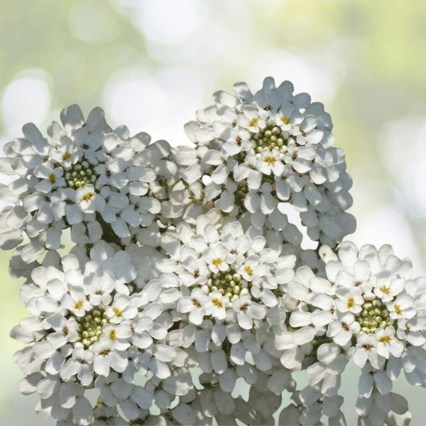 Empress White Candytuft Seeds - 250+ Medicinal Rocket Flower Seeds (Iberis Amara) for Garden and Herbal Use