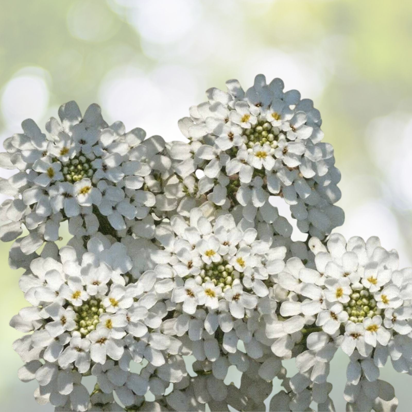 Empress White Candytuft Seeds - 250+ Medicinal Rocket Flower Seeds (Iberis Amara) for Garden and Herbal Use