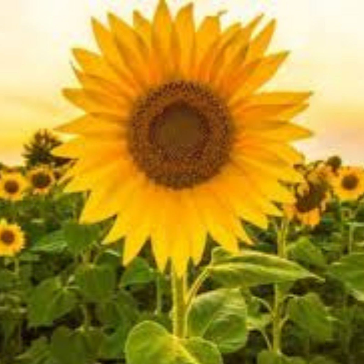 50 Grey Striped Mammoth Sunflower Seeds - Large Vibrant Flowers - Helianthus annuus - Garden Planting Seeds