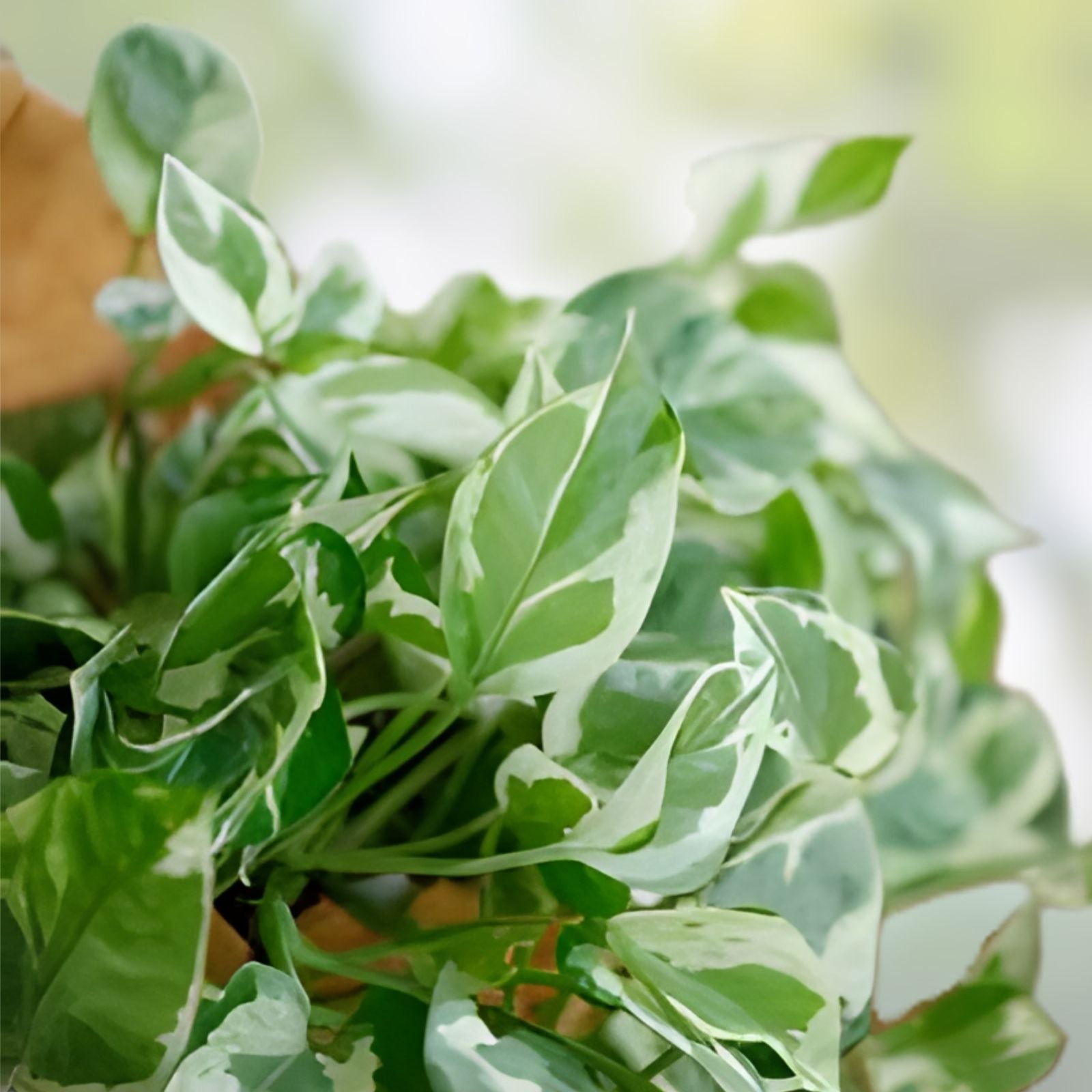 Pothos Pearls and Jade Cuttings - Variegated Devil’s Ivy Indoor House Plant - Epipremnum aureum