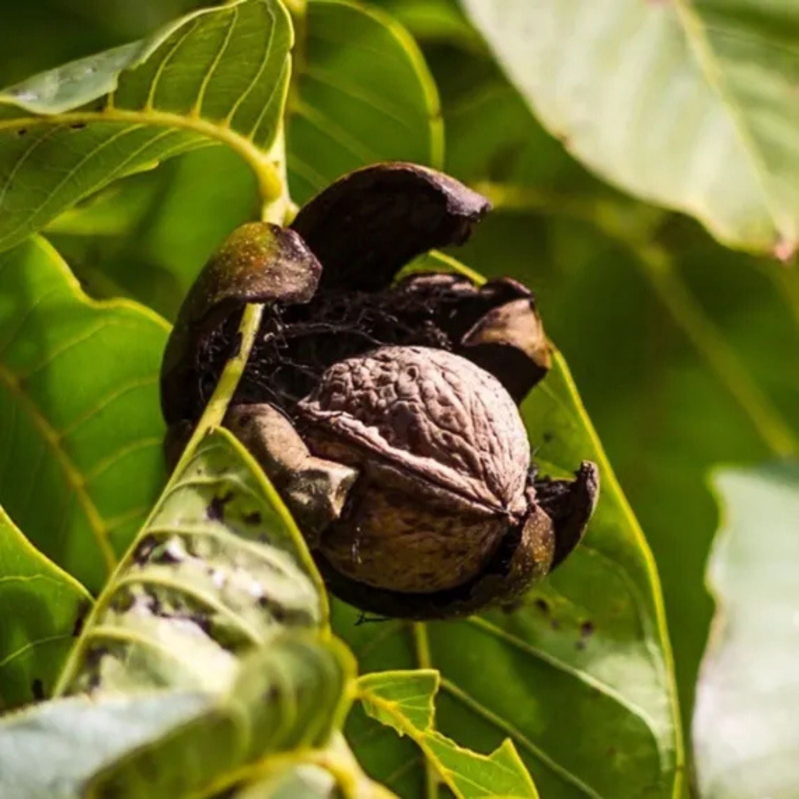 Butternut Tree Seeds 5 Pack - Exotic Fruit Tree Seeds for Planting - Juglans cinerea Nut Tree Seeds