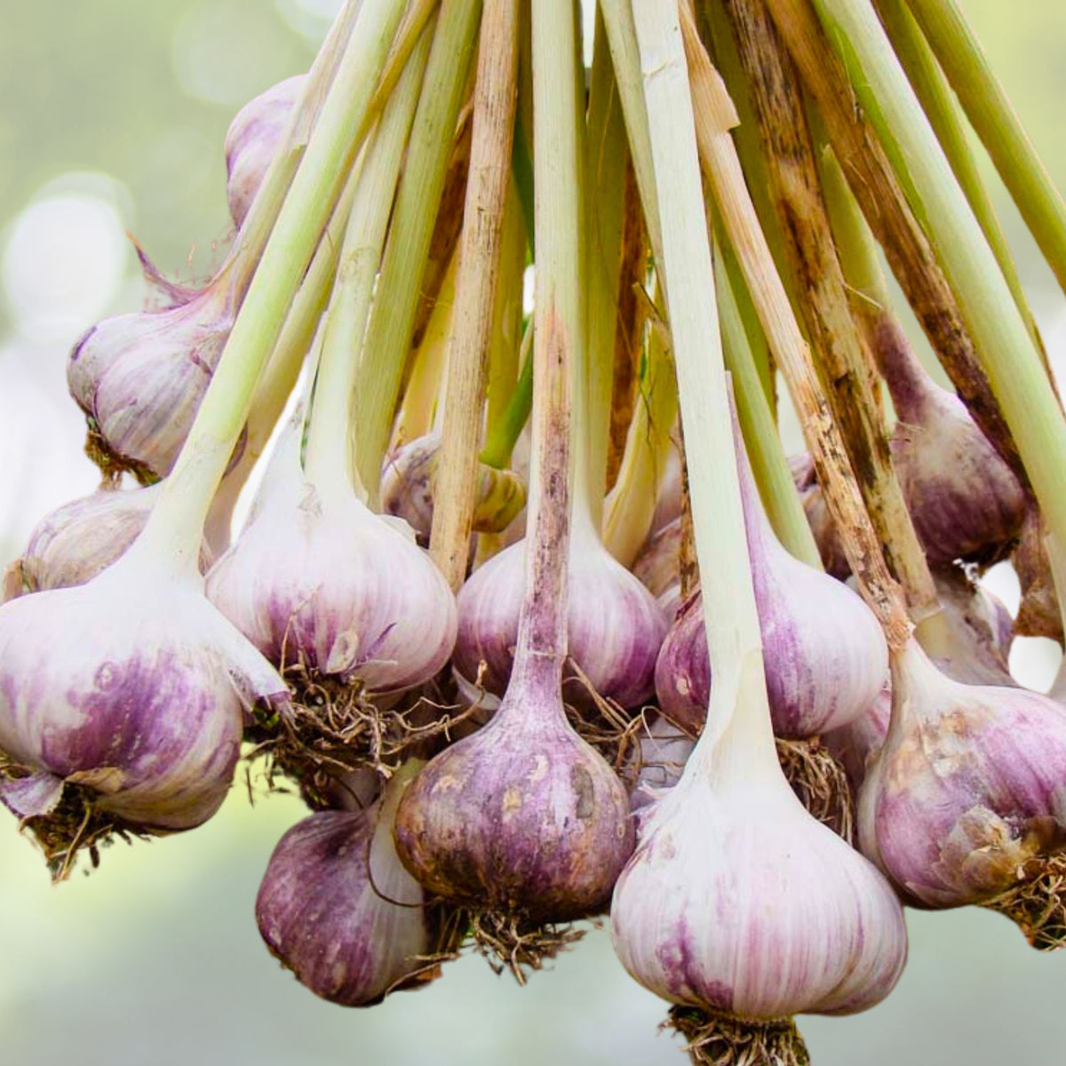 Organic Large Garlic Cloves for Planting   15 Pack   Allium sativum