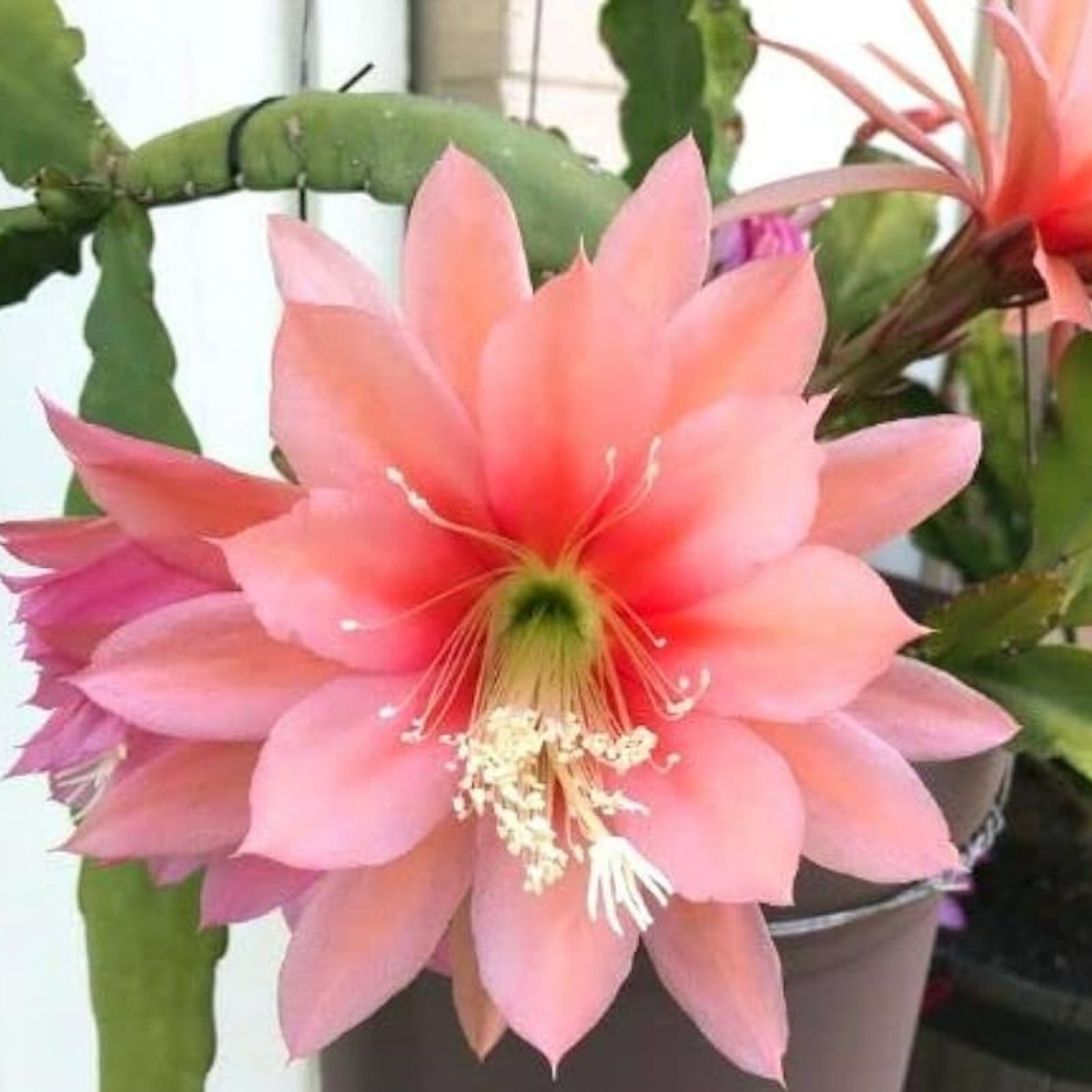 Epiphyllum Hookeri Cuttings - Orchid Cactus - 2-20 Pack - Tropical Houseplant - Easy to Grow Indoor Plant