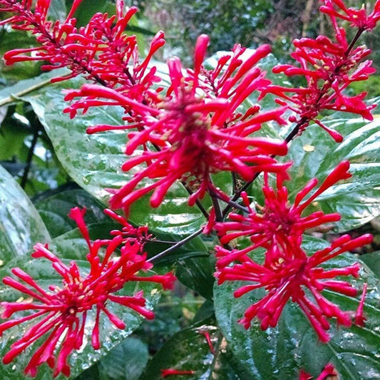 Fire Spike Red Rooted Starter Plant - Odontonema strictum - Hummingbird Attractant - Garden Flowering Plant