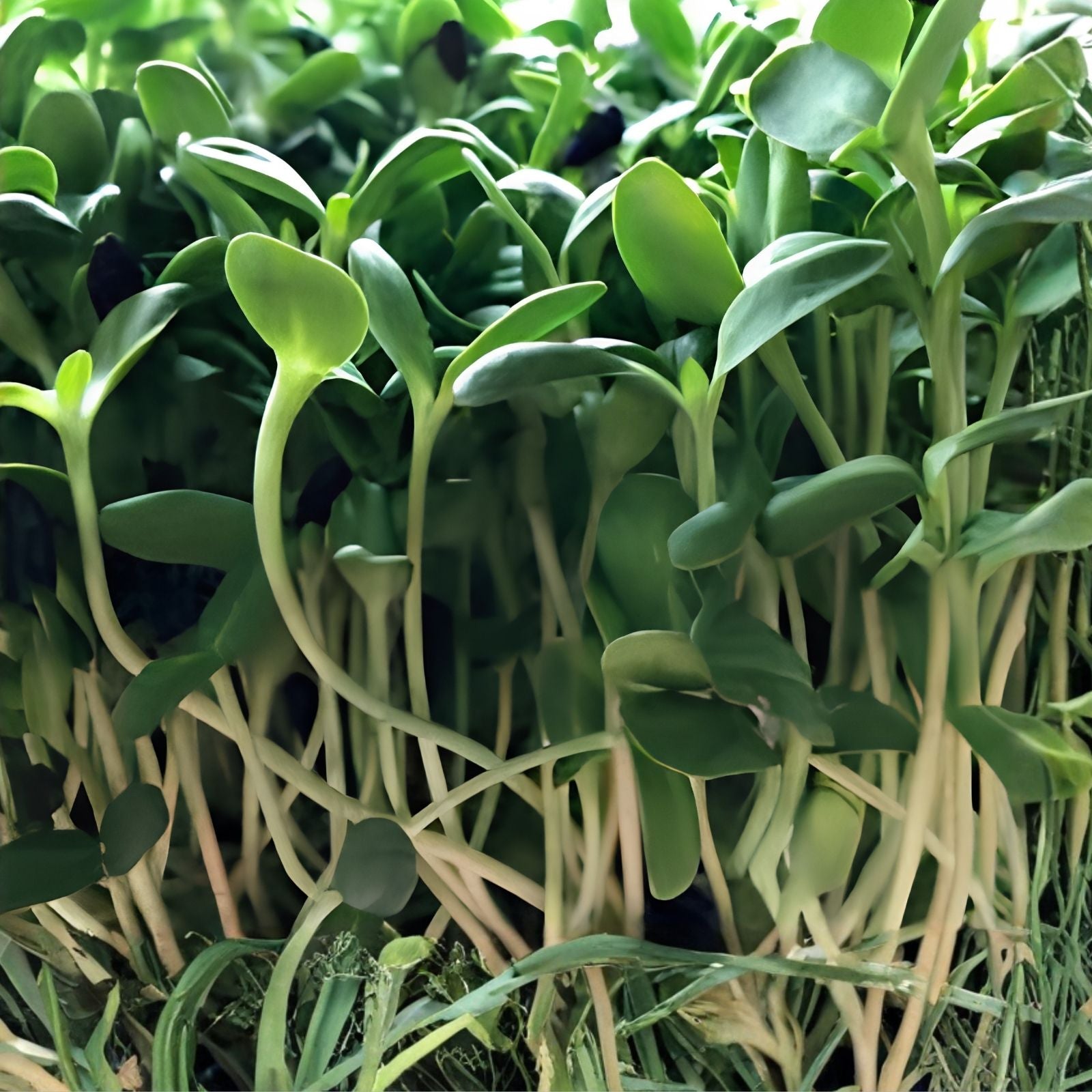 Alfalfa Microgreen Seeds 1,000 Count - Healthy Microgreens - Medicago sativa - Organic Sprouting Seeds