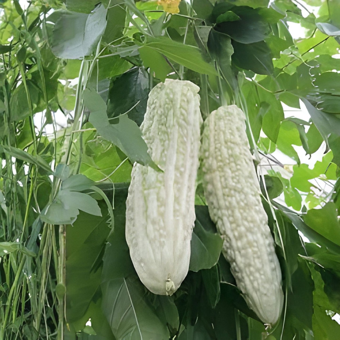 Bitter Melon Seeds 10PCS Non-GMO White Balsam Pear Momordica charantia Vegetable Seeds for Gardening