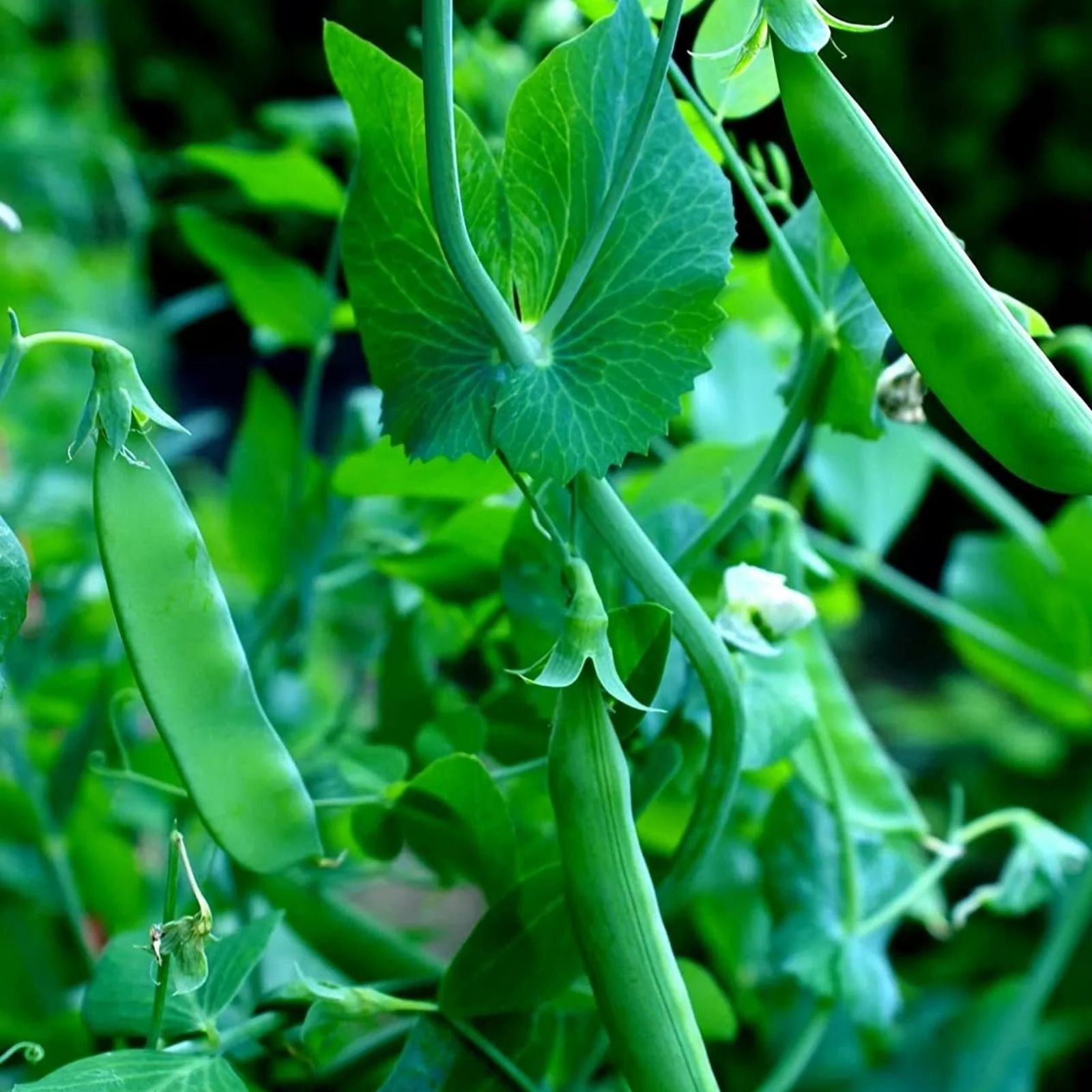 Sugar Snap Pea Seeds 100+ Count Heirloom Variety Pisum sativum Vegetable Seeds for Gardening