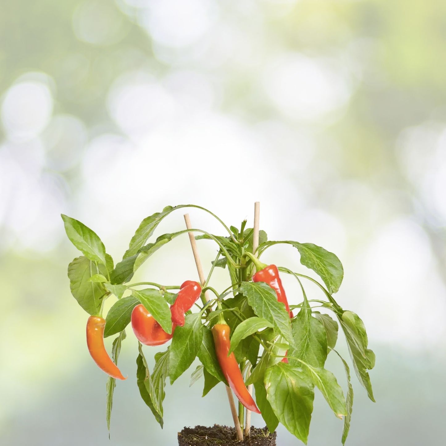 Fresno Chili Pepper Seeds | Non-GMO Heirloom | Capsicum annuum | Fresh Garden Seeds