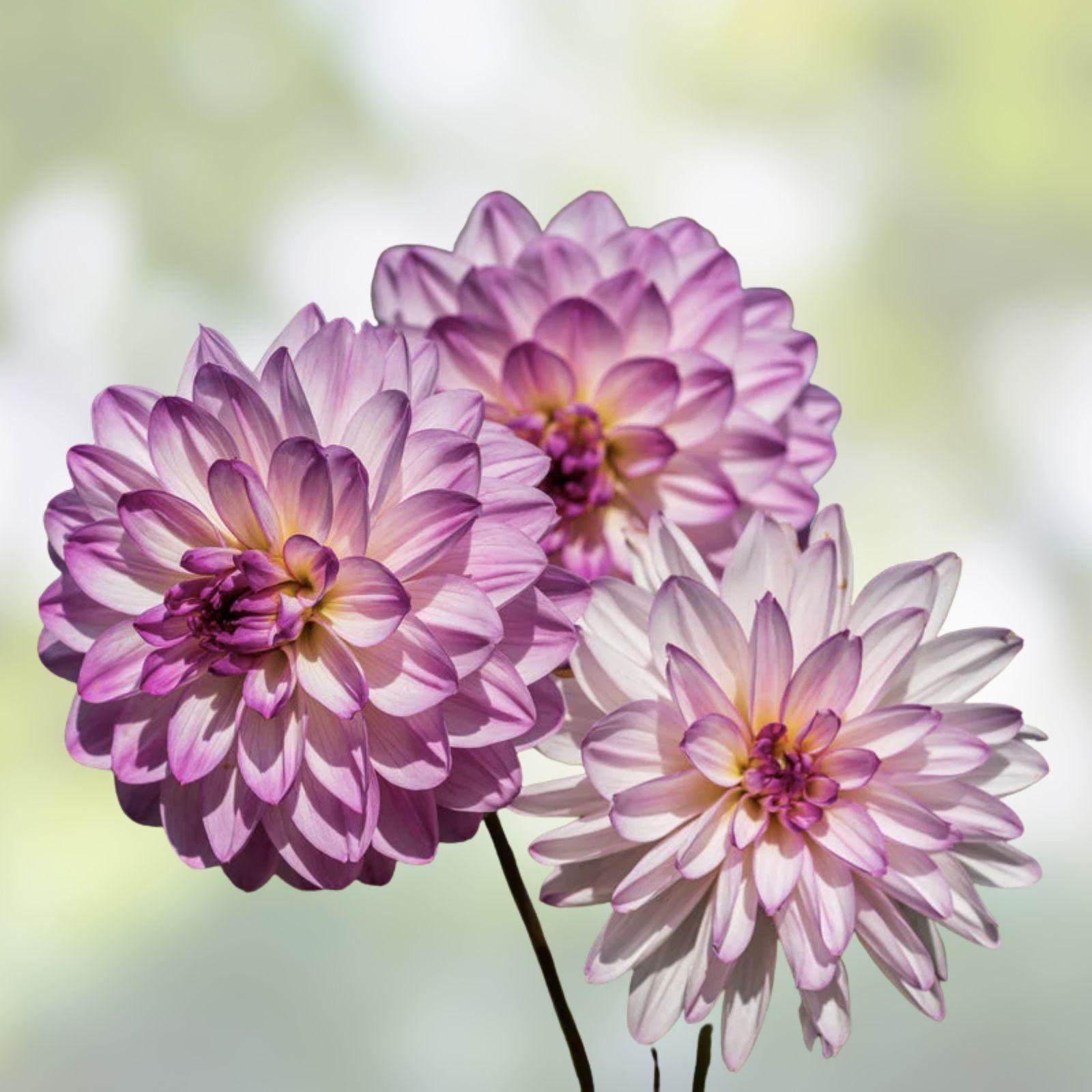 Dahlia Tubers 3 Large Pink Lizza Planting Tubers Dahlia pinnata Garden Flower Bulbs