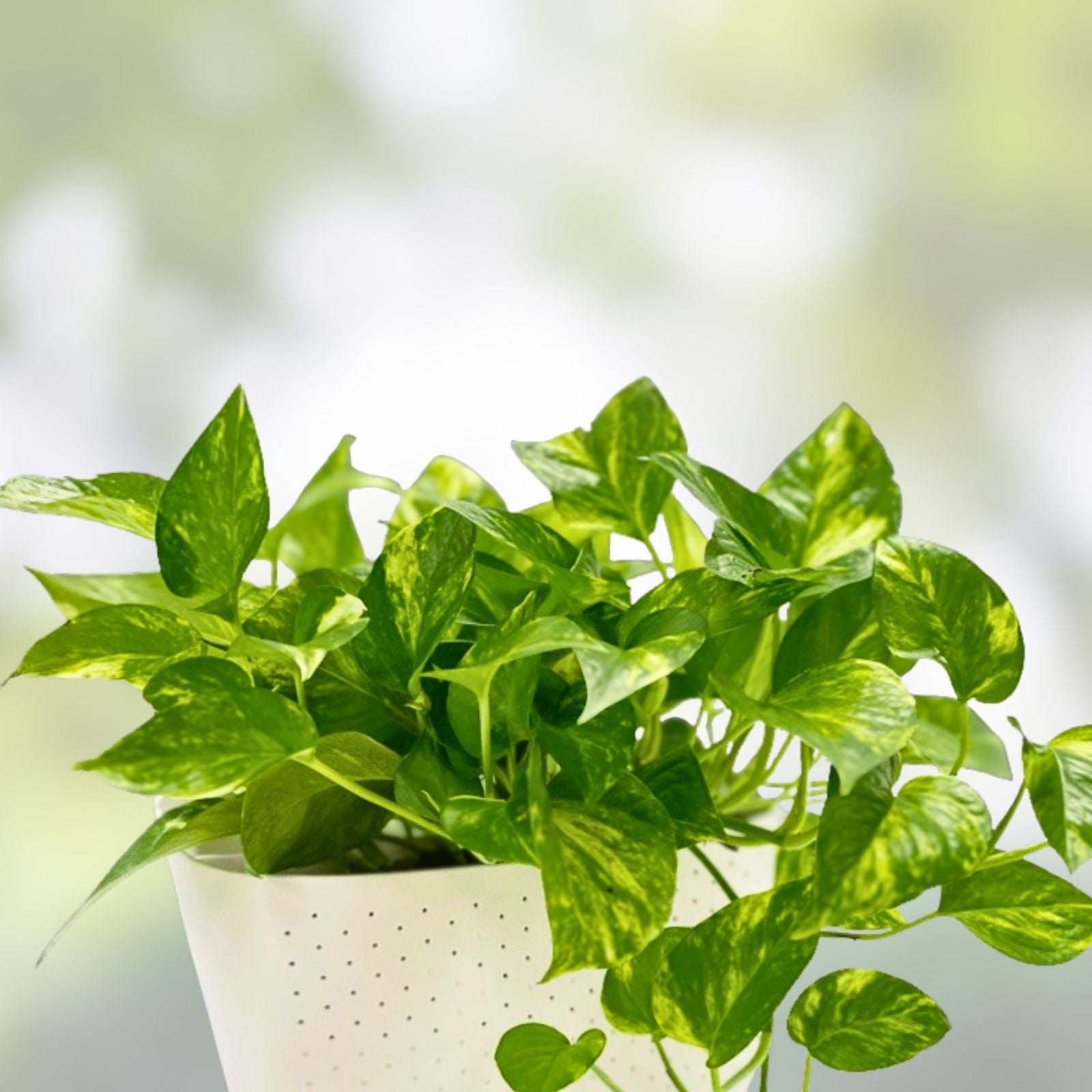 Golden Pothos Cuttings - Healthy Indoor House Plant - Easy Care Epipremnum aureum - Trailing Vine, Green Variegated Foliage