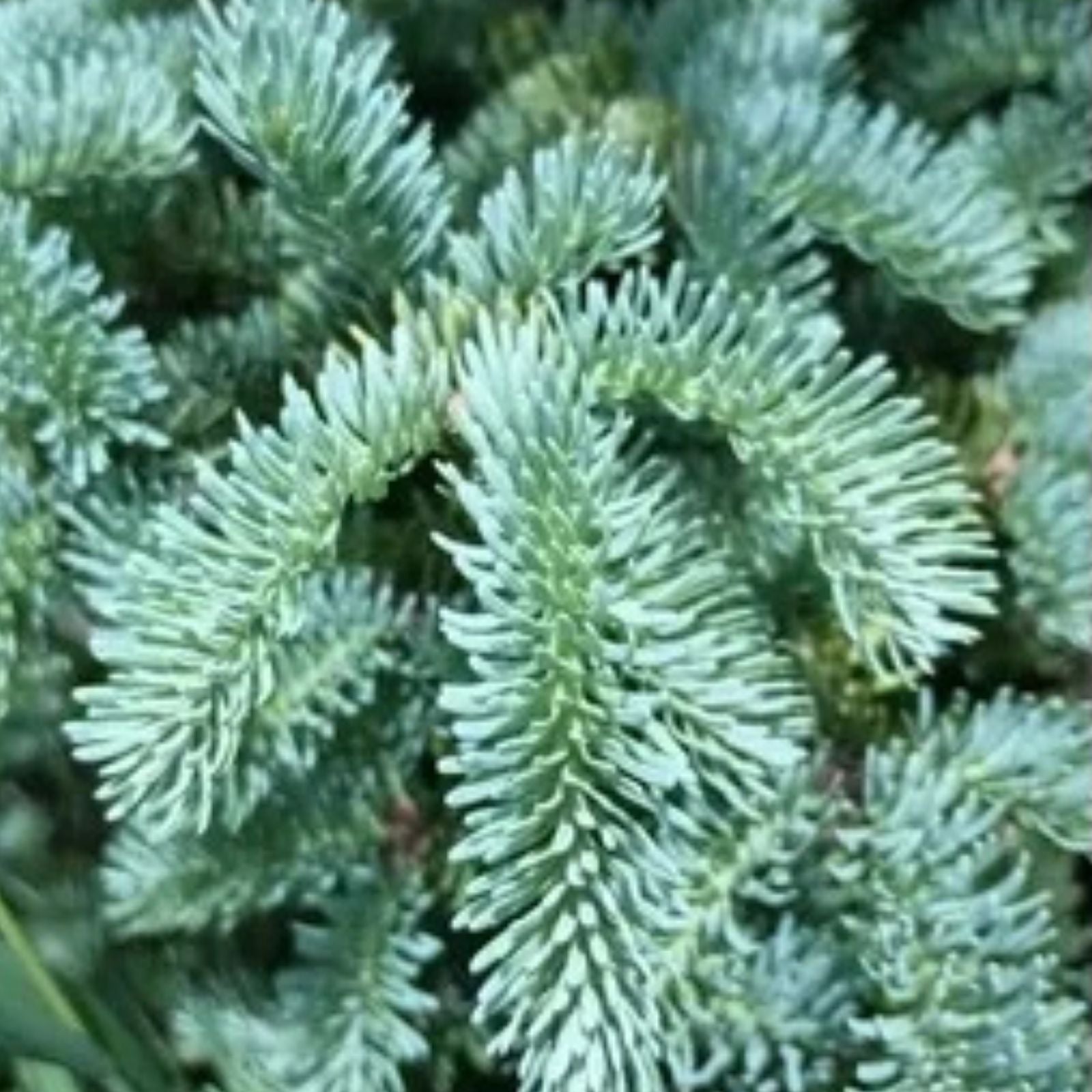 George Fir Tree Seeds 30 Pack, Abies forrestii georgei, Hardy Evergreen Seeds for Planting, Conifer Seedlings