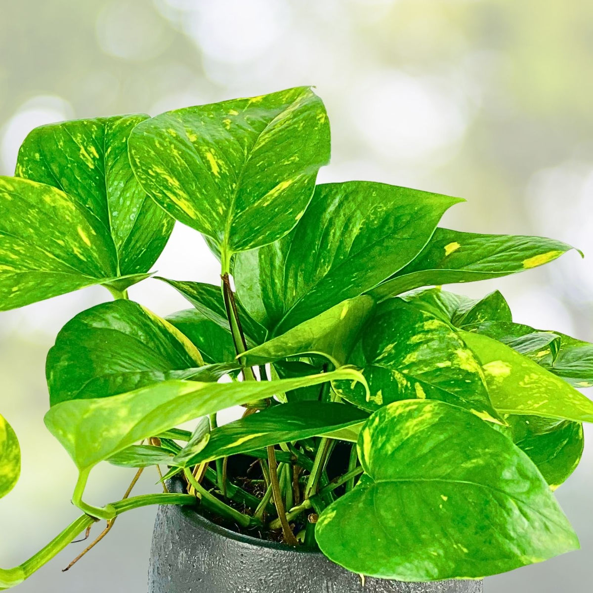 Pothos Cutting 12" Long with Roots & Leaves, Tropical Climbing Plant, Epipremnum Aureum
