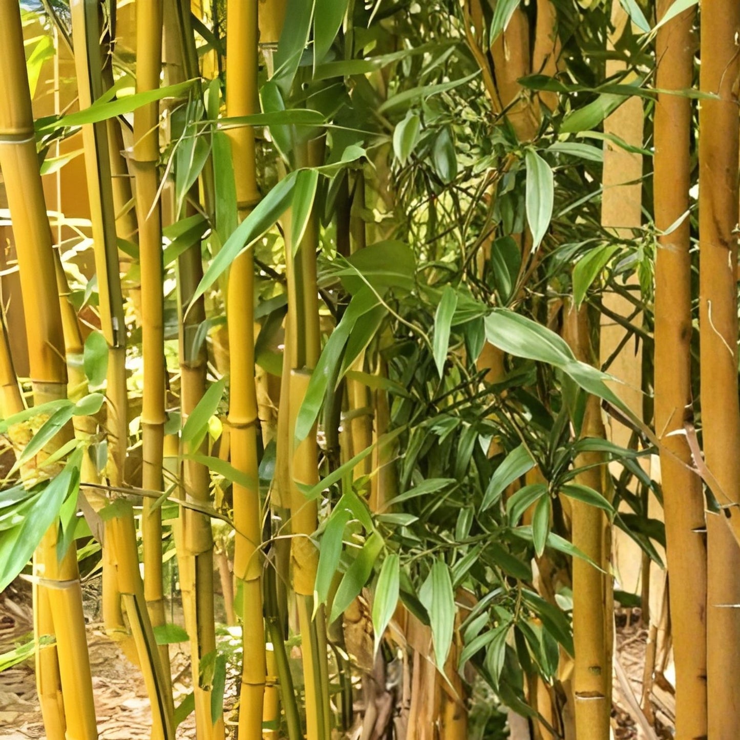 Yellow Groove Bamboo Rhizome Cuttings 3ct | Phyllostachys aureosulcata | Hardy Zone 5 Clumping Bamboo