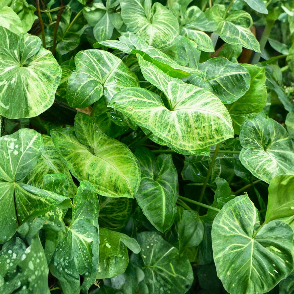 Syngonium Plant - Rooted Albo-Variegatum - Easy Care Houseplant - Syngonium Podophyllum - Indoor Decorative Plant