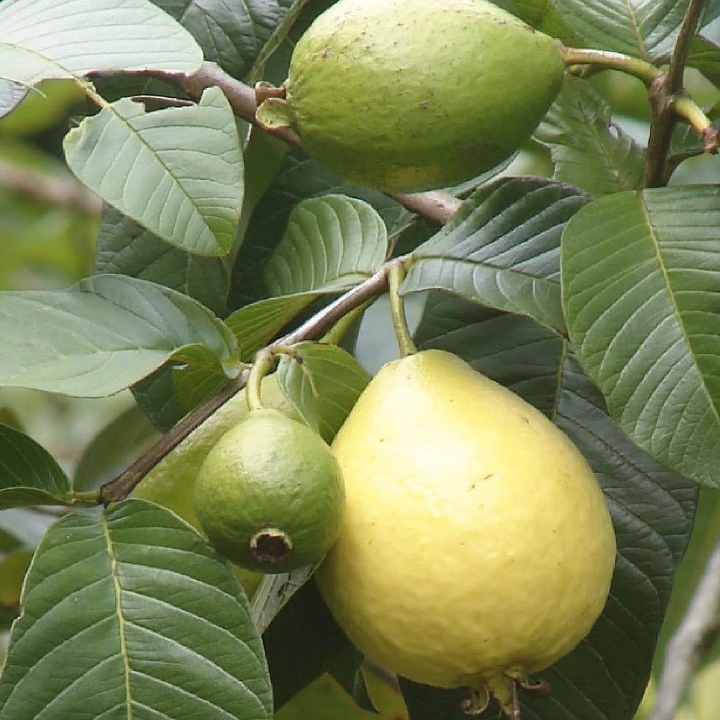 Guava Fruit Bonsai Tree Seeds 20 Pack - Exotic Tropical Variety Psidium guajava - Edible Fruit Plant Seeds