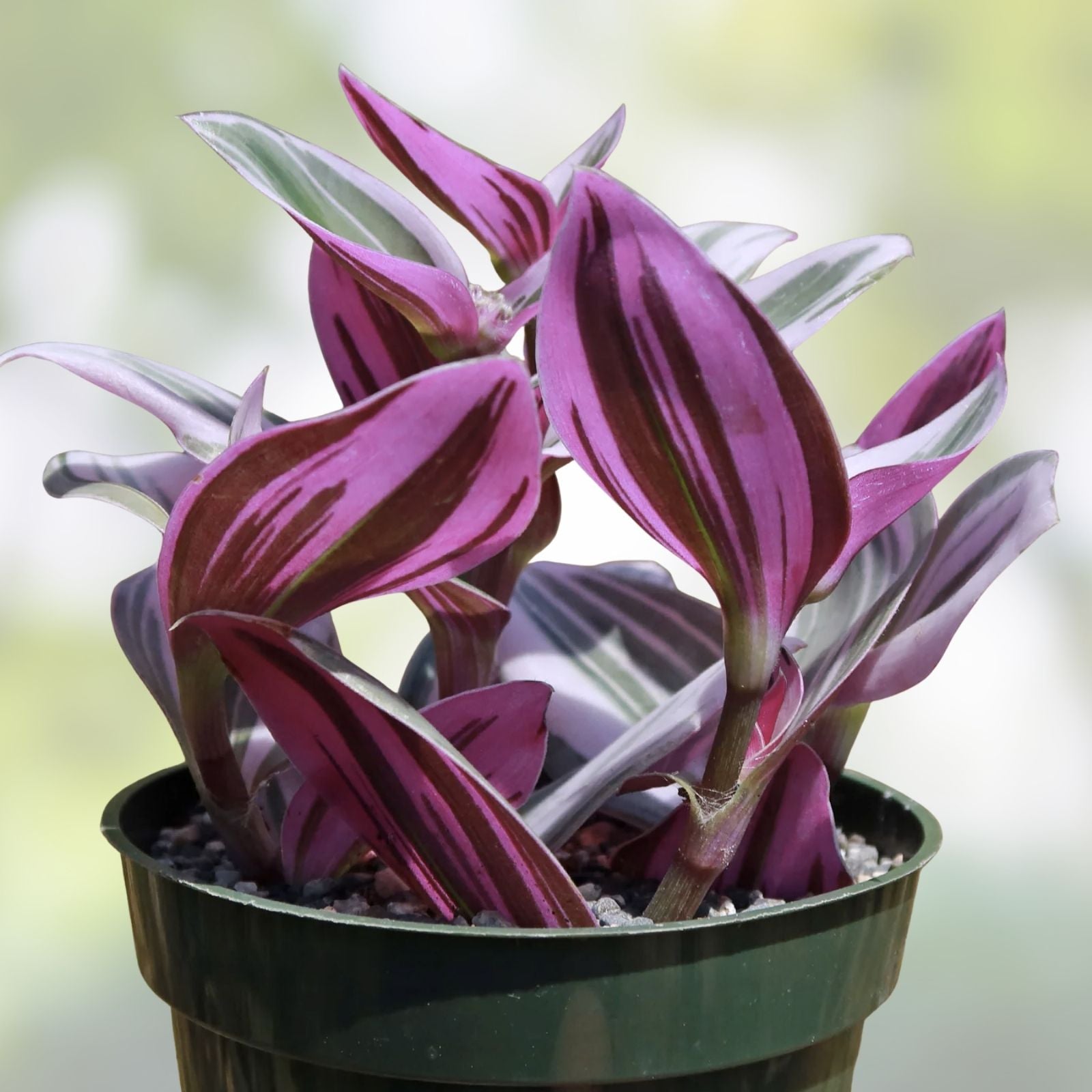 Unrooted Tradescantia Nanouk Cuttings 3-4" Rare Pink Wandering Jew Houseplant for Home Decor and Plant Lovers