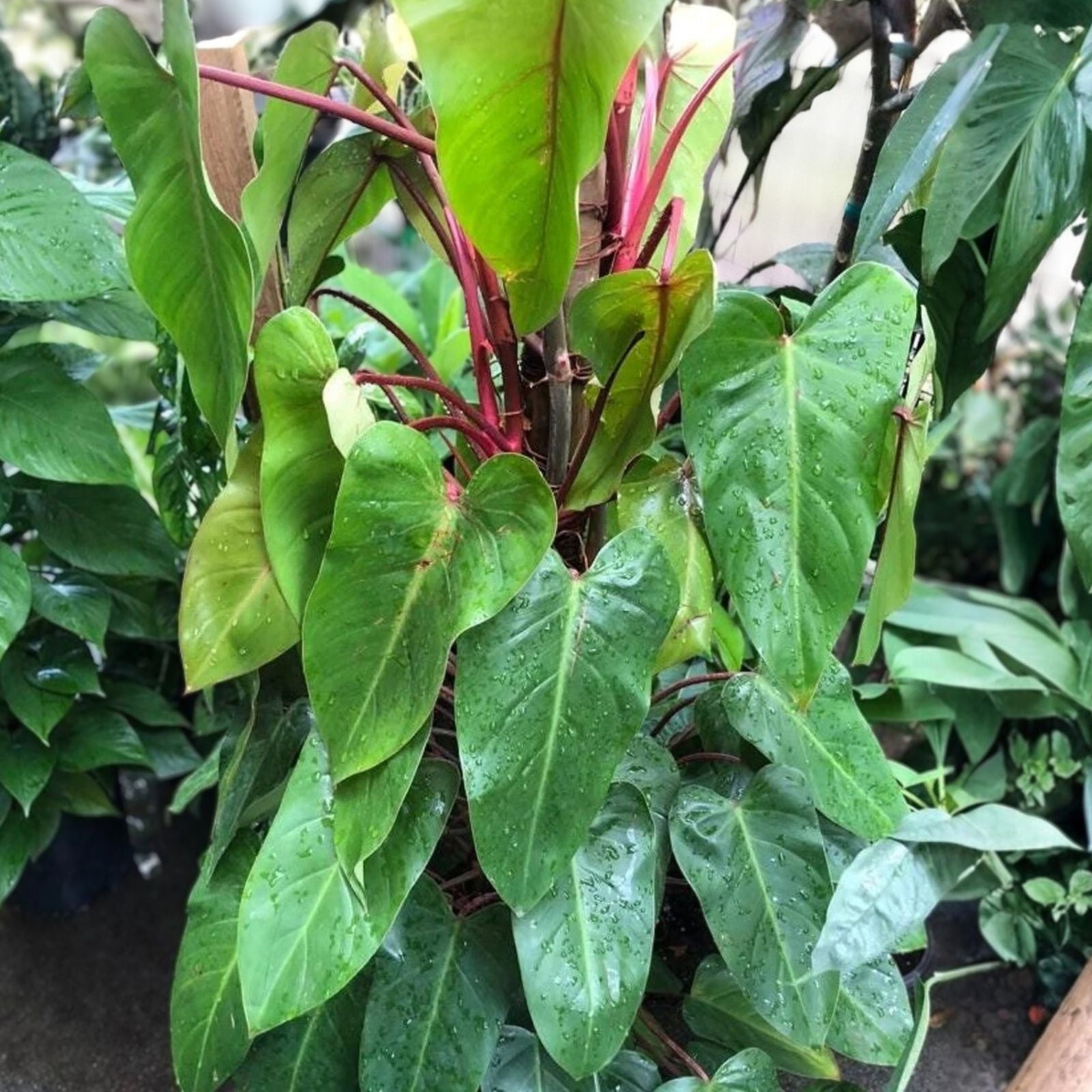 Rooted Top Cutting Philodendron Red Emerald Plant - Live Indoor Houseplant - Philodendron erubescens