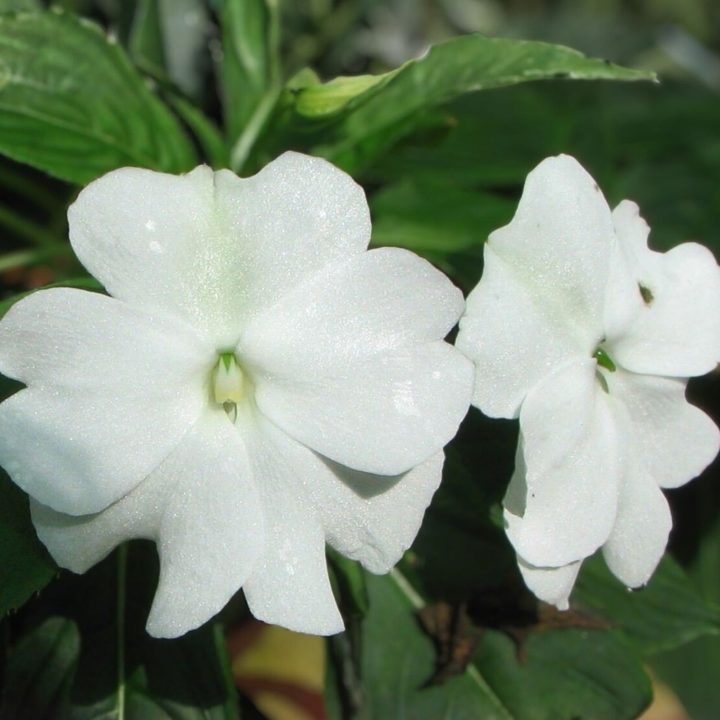 500 Count Busy Lizzy Seeds – Premium White Impatiens – Non-California Shipping – Impatiens walleriana Garden Flowers