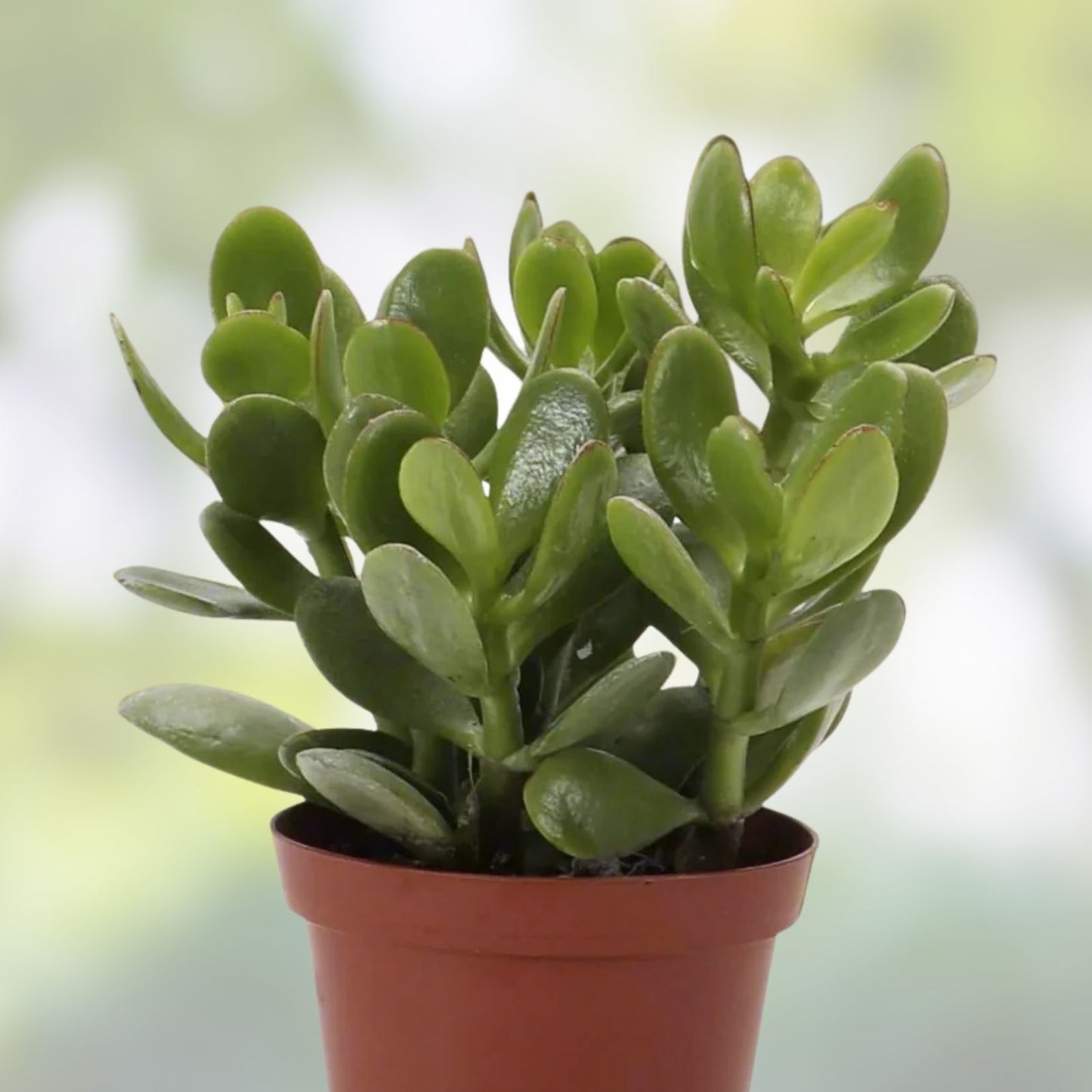 Jade Plant Cutting - Thick Succulent - Crassula ovata - 0,5-0,75 Inch Diameter