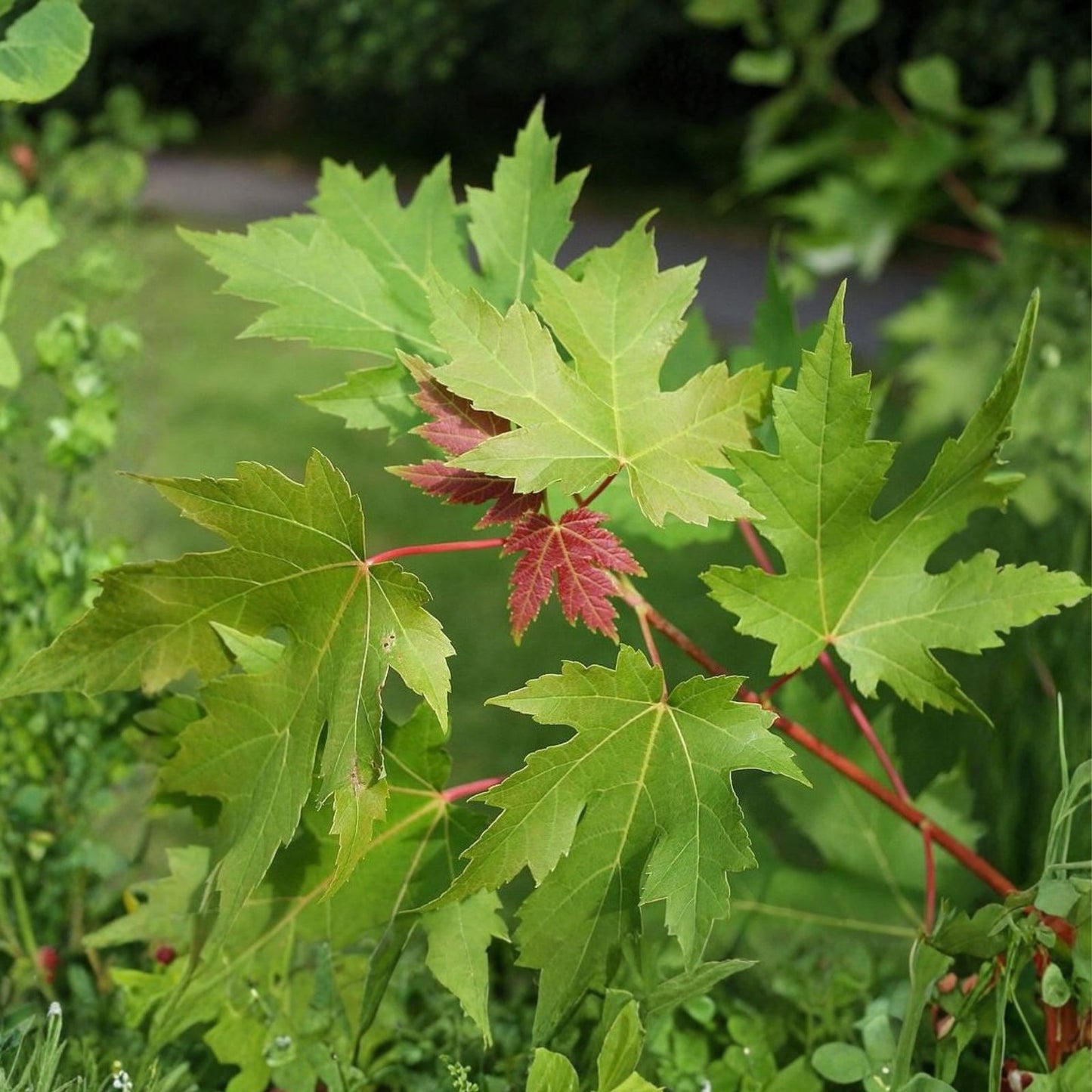 Silver Maple Tree Live Starter Plant 6-12 Inches Acer saccharinum Bare Root Deciduous Tree for Landscaping