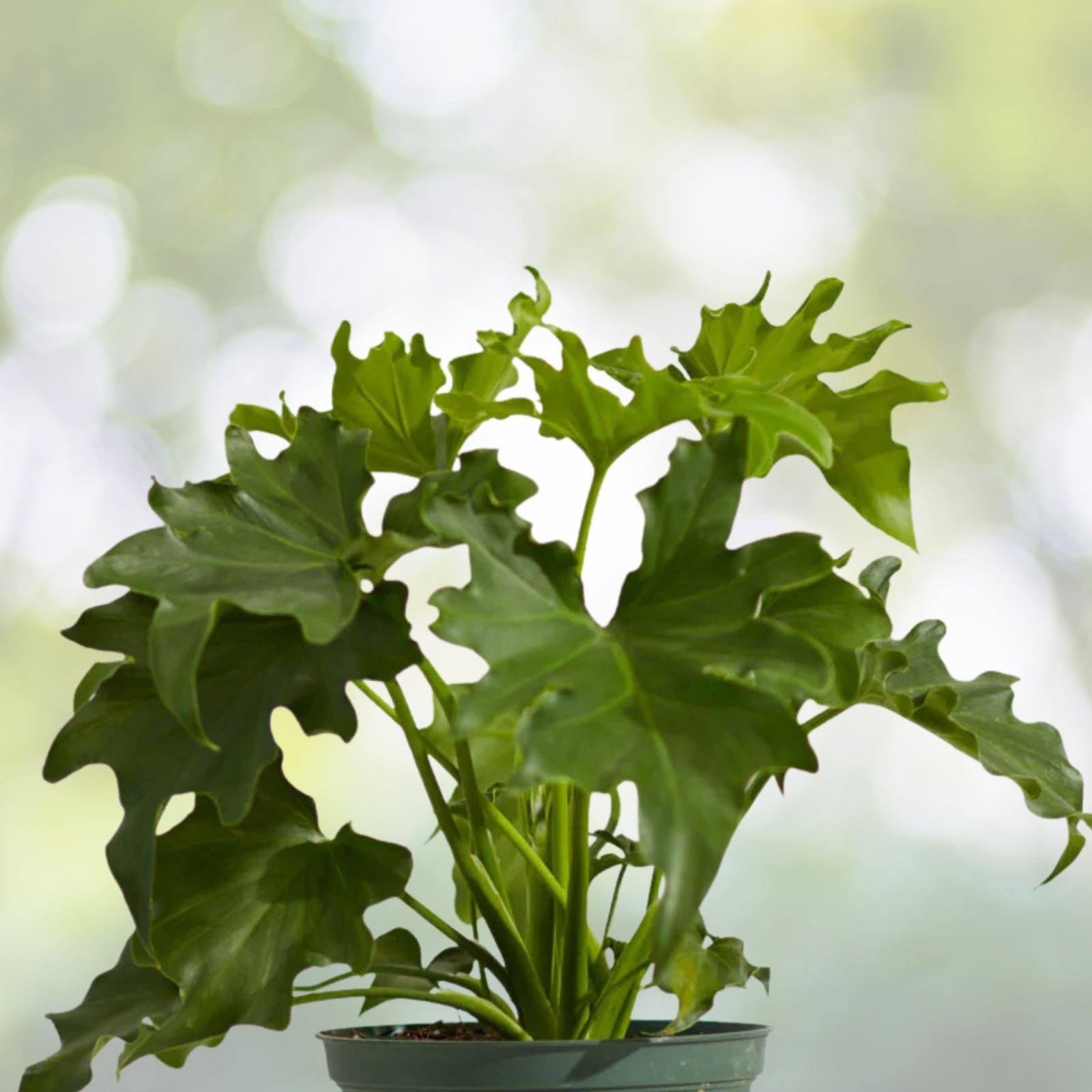 Philodendron Selloum Plant - 6in Pot - Lacy Tree Variety (Philodendron bipinnatifidum) - Split Leaf Houseplant