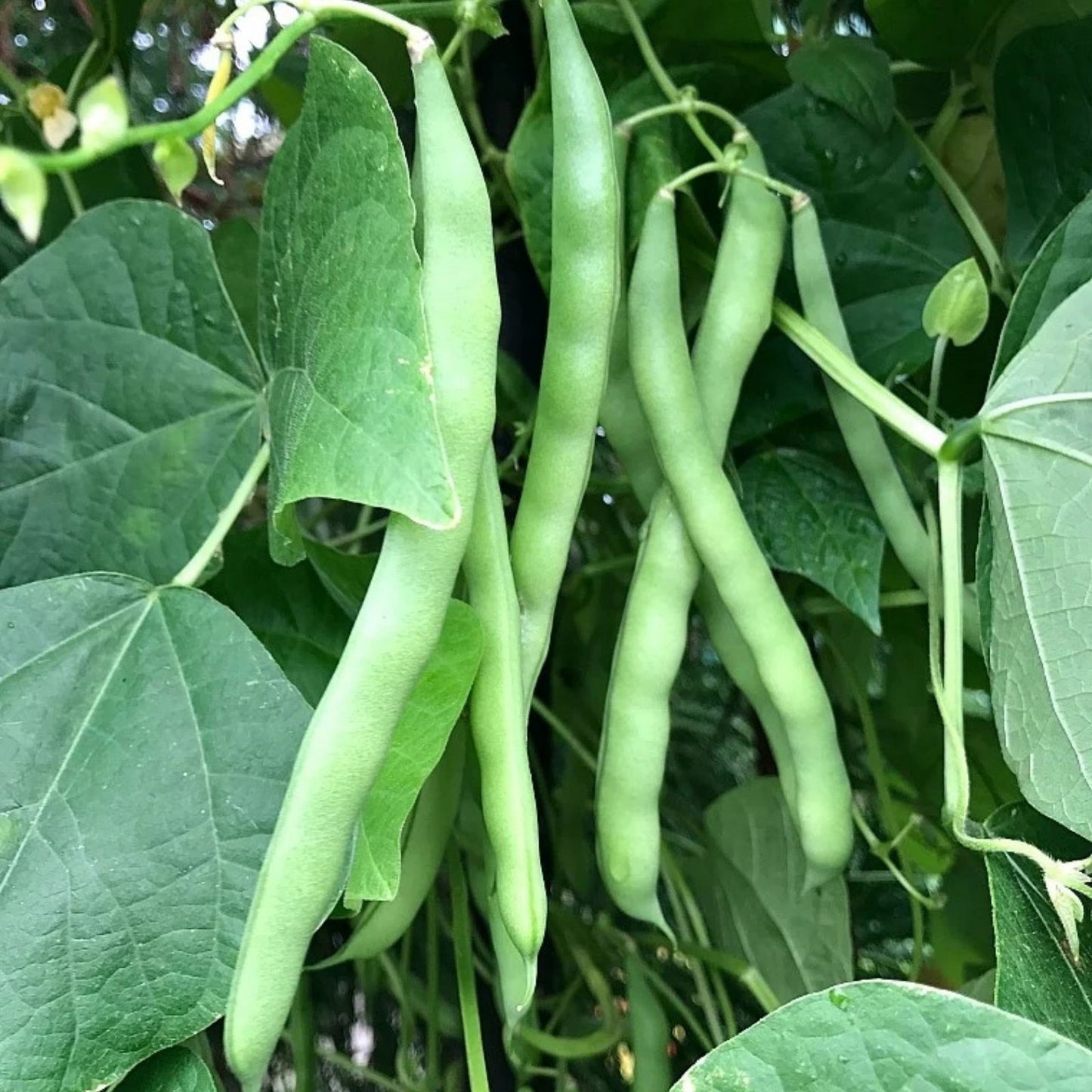 Blue Lake Green Bean Seeds – 100+ Heirloom Seeds for Home Gardening – Phaseolus vulgaris, Edible Pods, Non-GMO