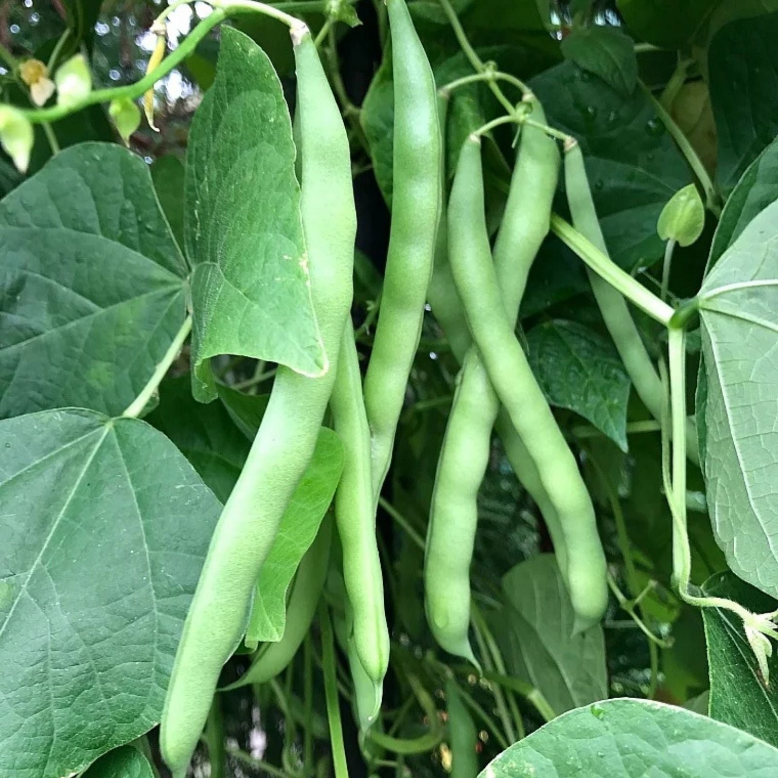 Blue Lake Green Bean Seeds – 100+ Heirloom Seeds for Home Gardening – Phaseolus vulgaris, Edible Pods, Non-GMO