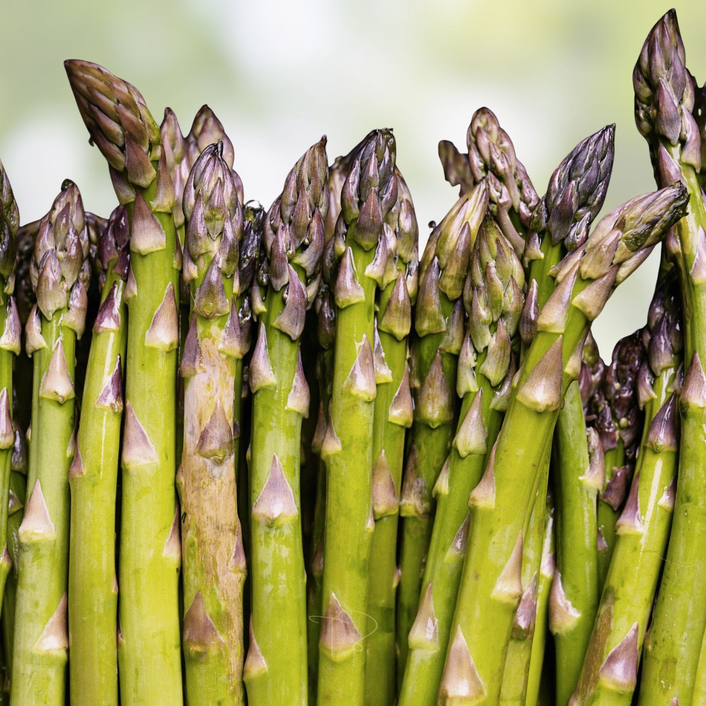 Green Asparagus Seeds | 150+ Non-GMO Garden Seeds for Planting | Asparagus officinalis