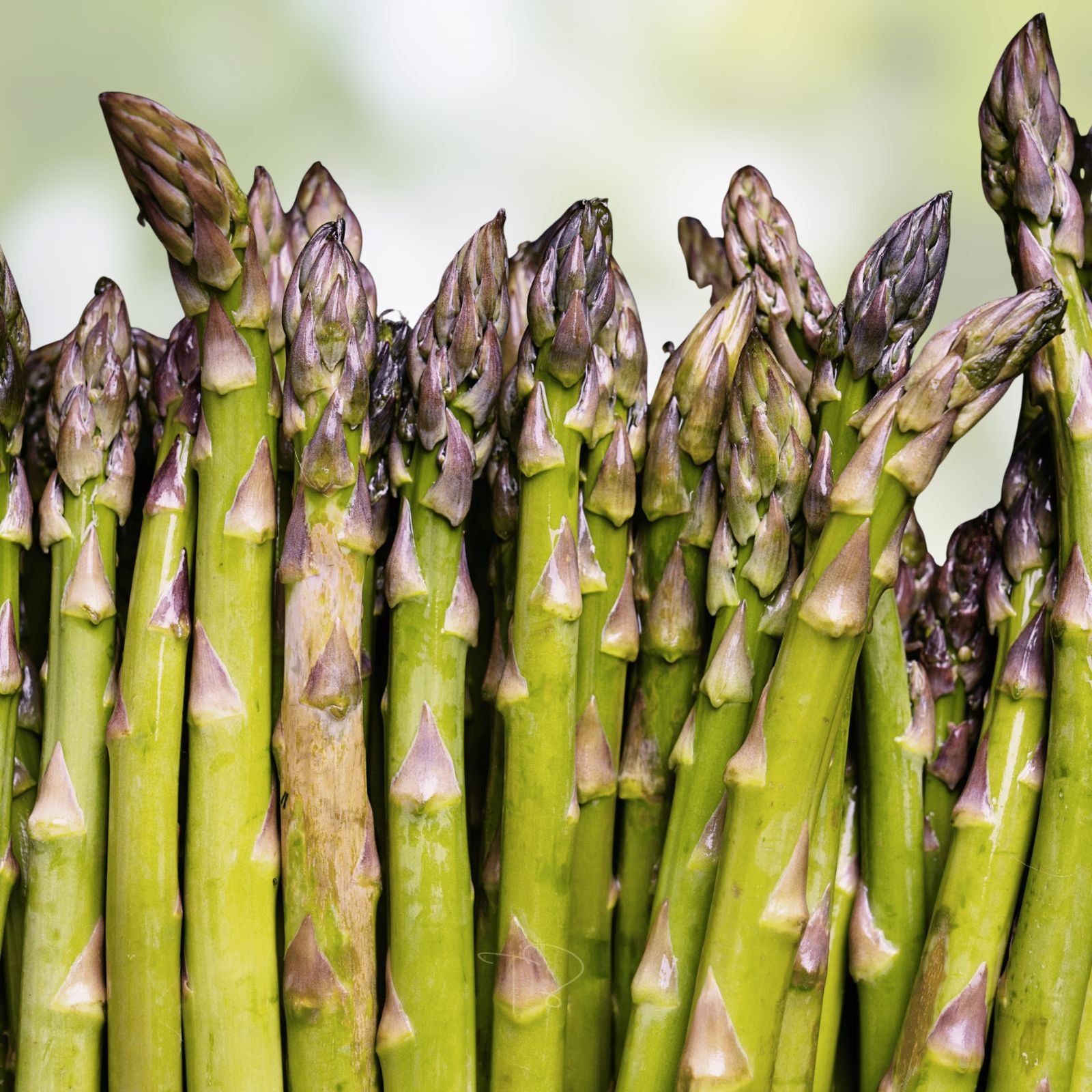 Green Asparagus Seeds | 150+ Non-GMO Garden Seeds for Planting | Asparagus officinalis