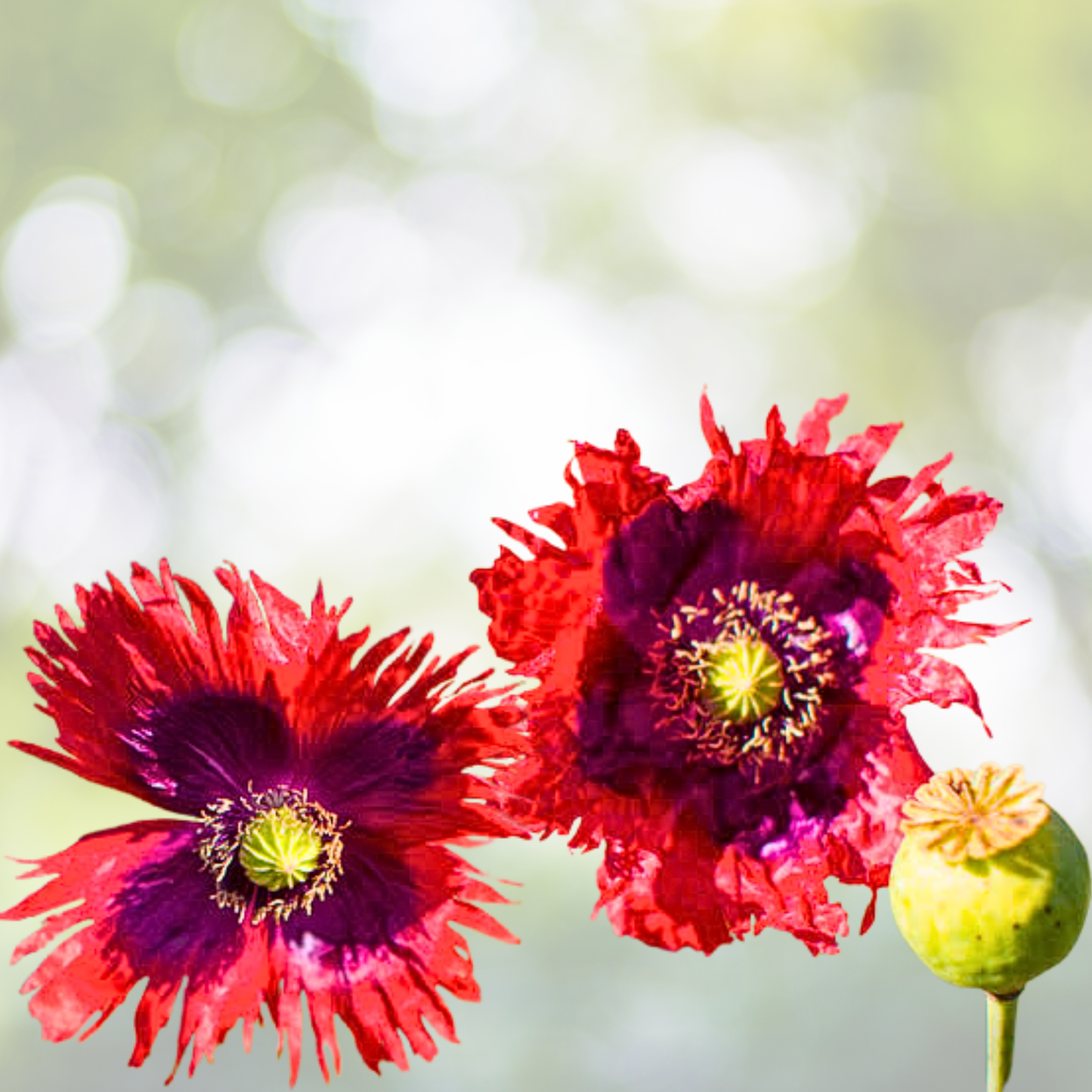 Poppy Seeds 500 Organic JIMI'S FLAG MIX Red Purple Breadseed Poppies somniferum