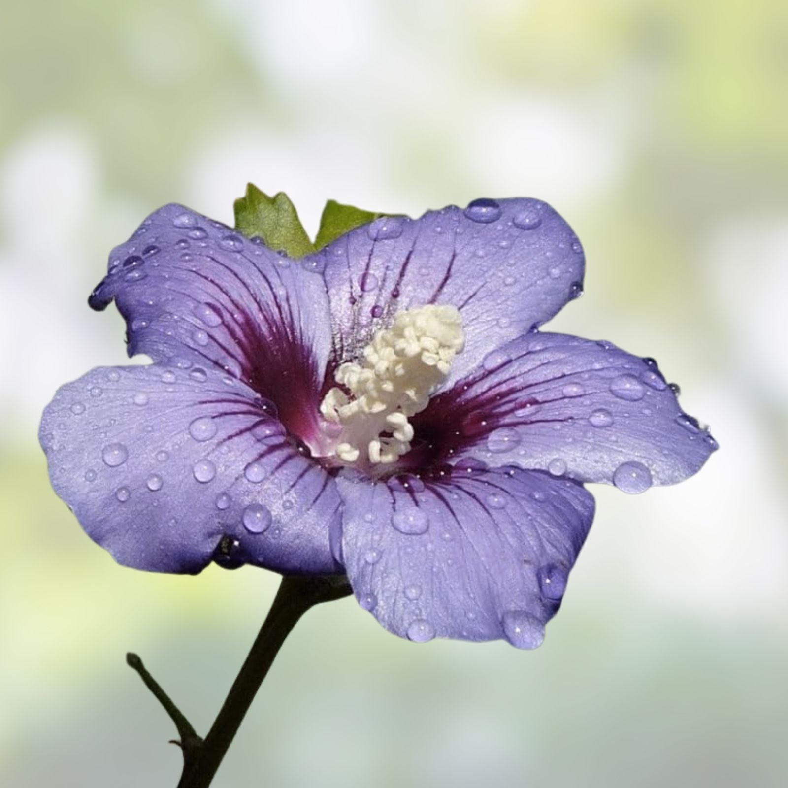 Live Plant Starter Bush Tree - Purple Rose of Sharon Hibiscus Althea - 6" to 1' Tall - Ornamental Shrub for Garden