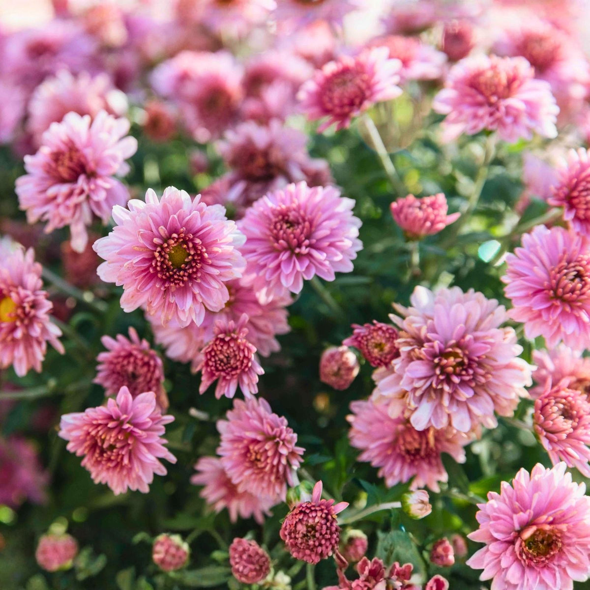Chrysanthemum Seeds 200+ Light Pink Mum Fall Garden Flowers Chrysanthemum morifolium Bouquet Seeds