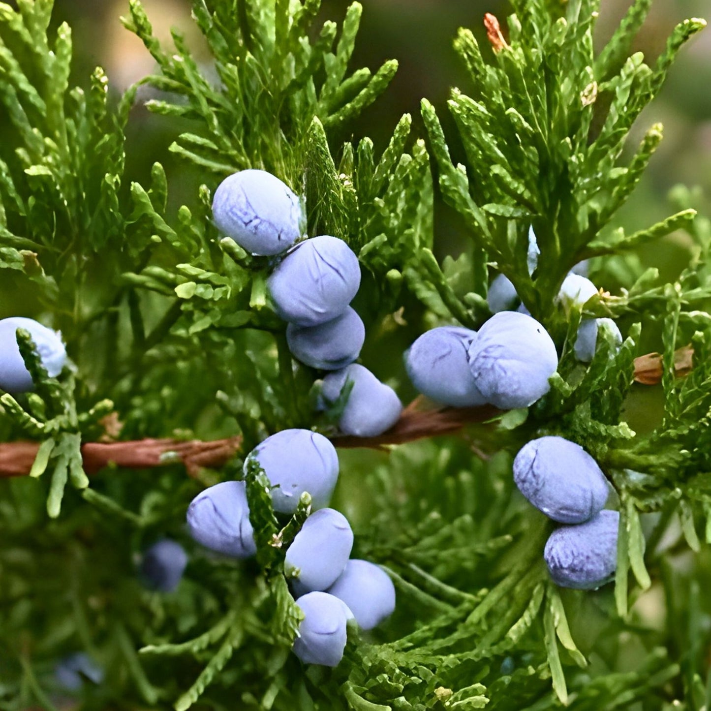 Live Rooted Eastern Red Cedar Trees 5 Pack - Juniperus Virginiana - Southern Alabama Native Evergreen Plants