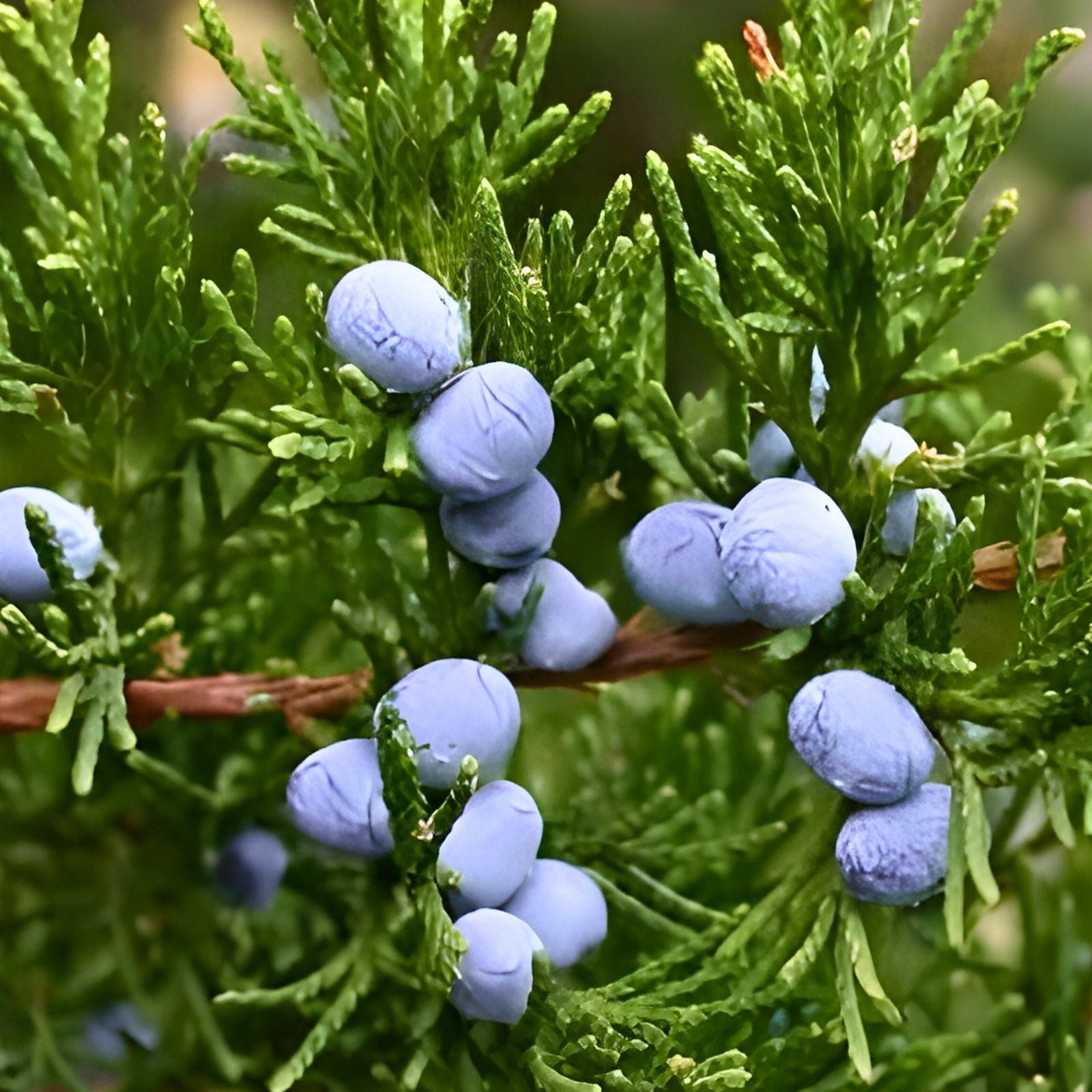 Live Rooted Eastern Red Cedar Trees 5 Pack - Juniperus Virginiana - Southern Alabama Native Evergreen Plants