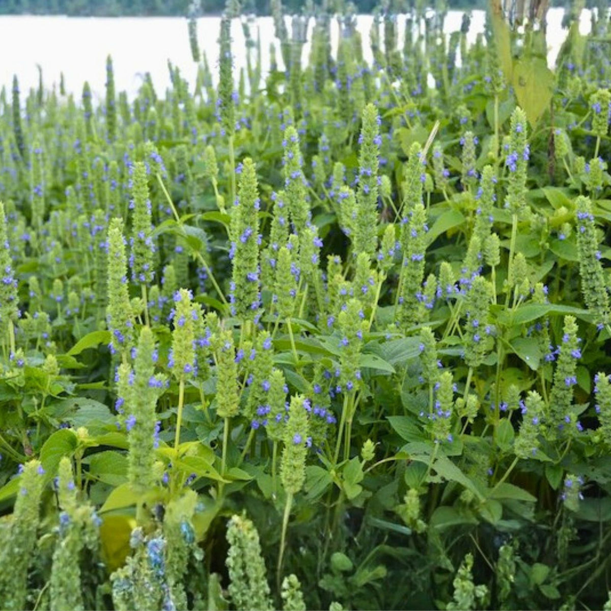 Organic Chia Seeds for Sprouting - Non-GMO Microgreens Seeds - Salvia hispanica Planting Seeds