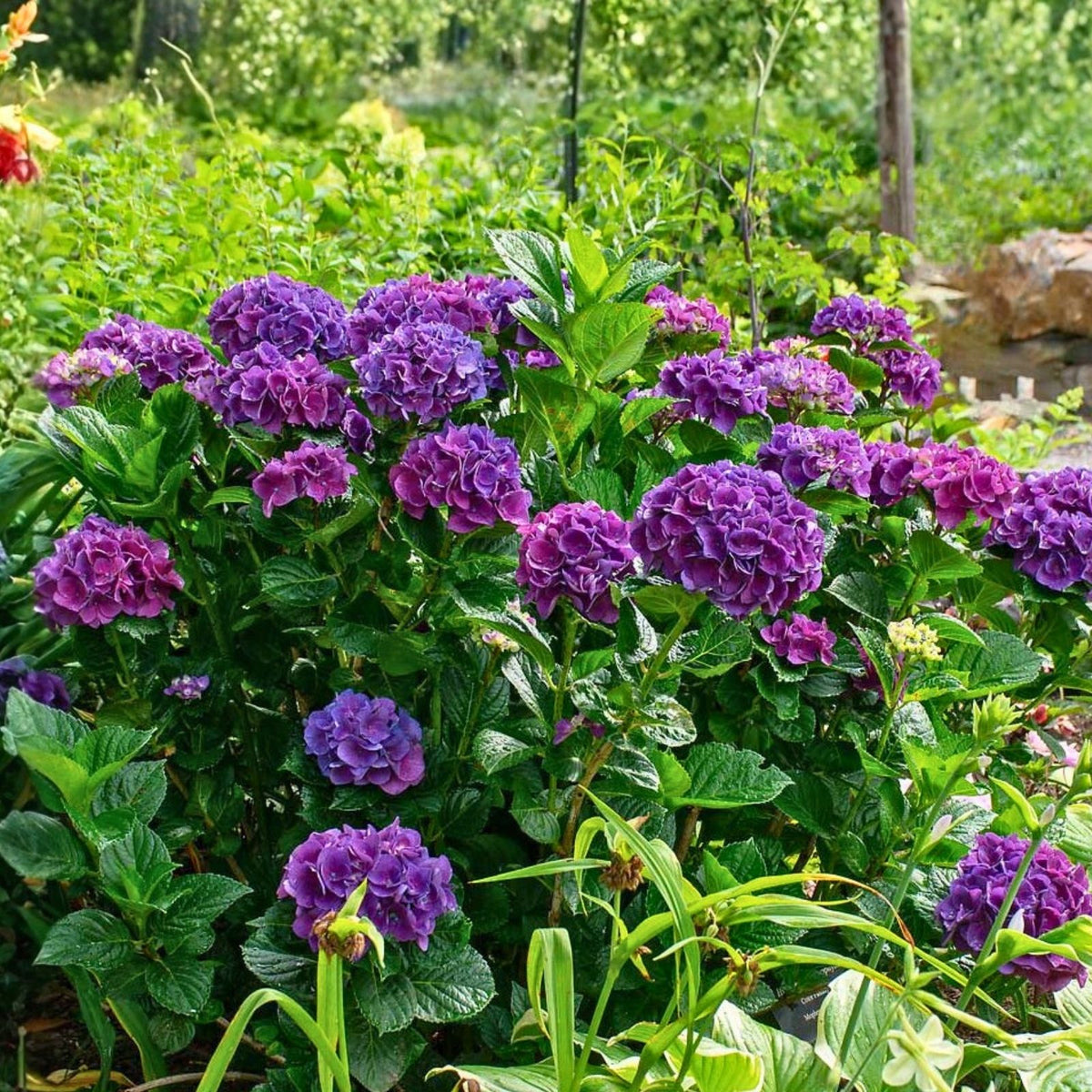 Deep Purple Hydrangea Seeds 85 or 250 Non-GMO Flower Seeds Hydrangea macrophylla Garden Plant