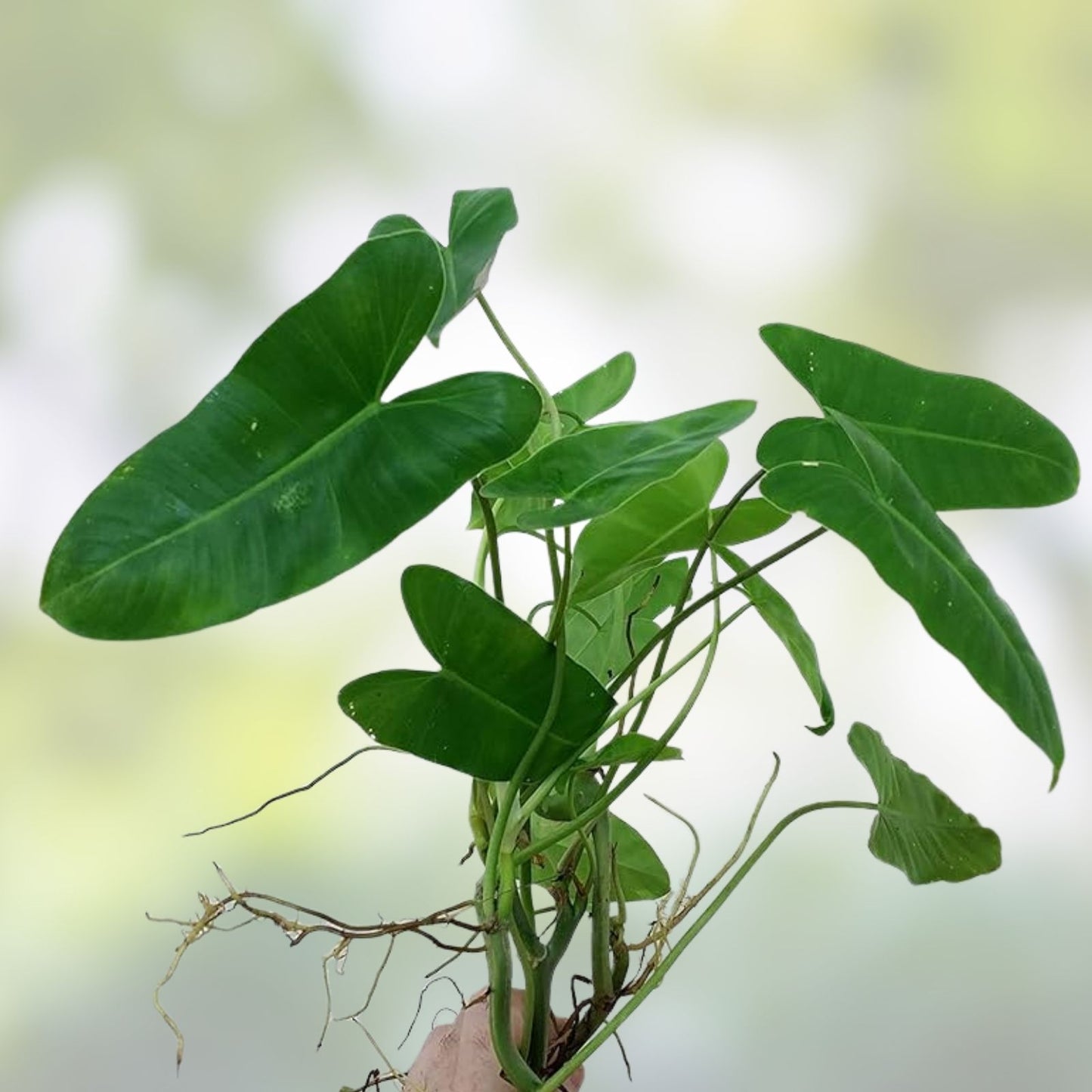 Philodendron Burle Marx Plant Clipping - Tropical Indoor Decor - Fast Growing Houseplant - Philodendron 'Burle Marx'