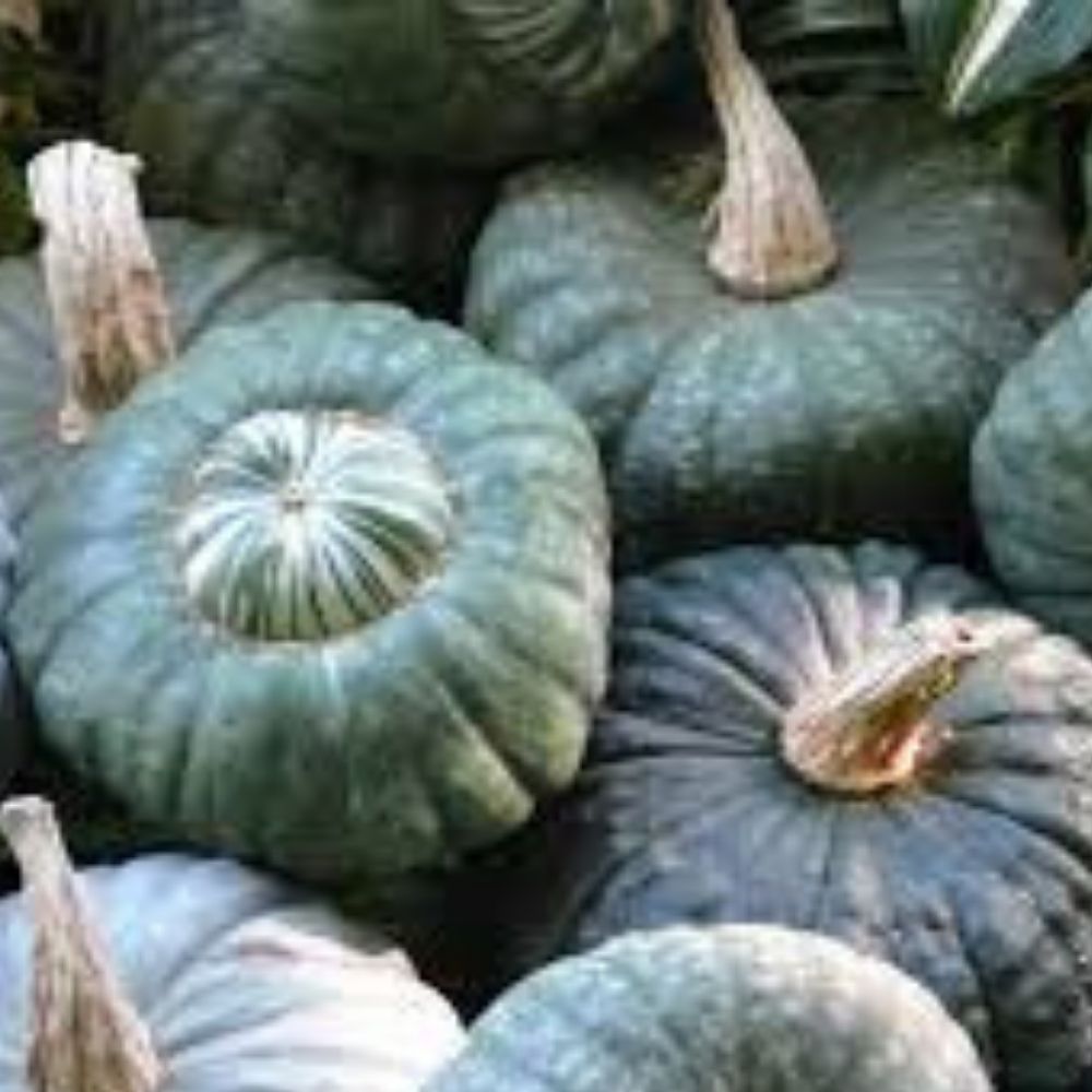 Organic Sugarcup Winter Squash Seeds 10 Pack Cucurbita maxima USA Grown Heirloom Vegetable Garden