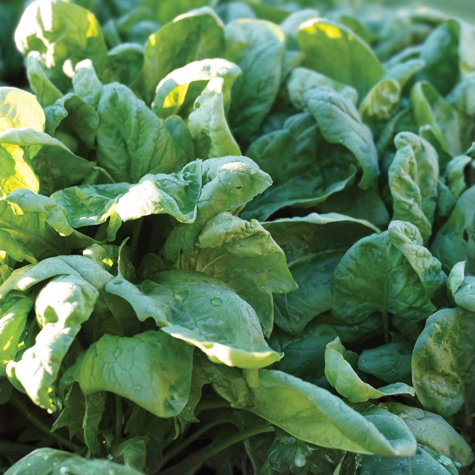 Heirloom Spinach Seeds - Bloomsdale Long Standing - 25+ Seeds for Salads - Spinacia oleracea